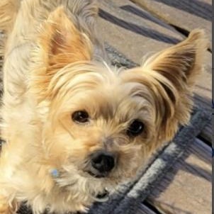 Enlarge Cooper, a ADOPTABLE Yorkshire Terrier in Cedar Mountain, NC image 1/5