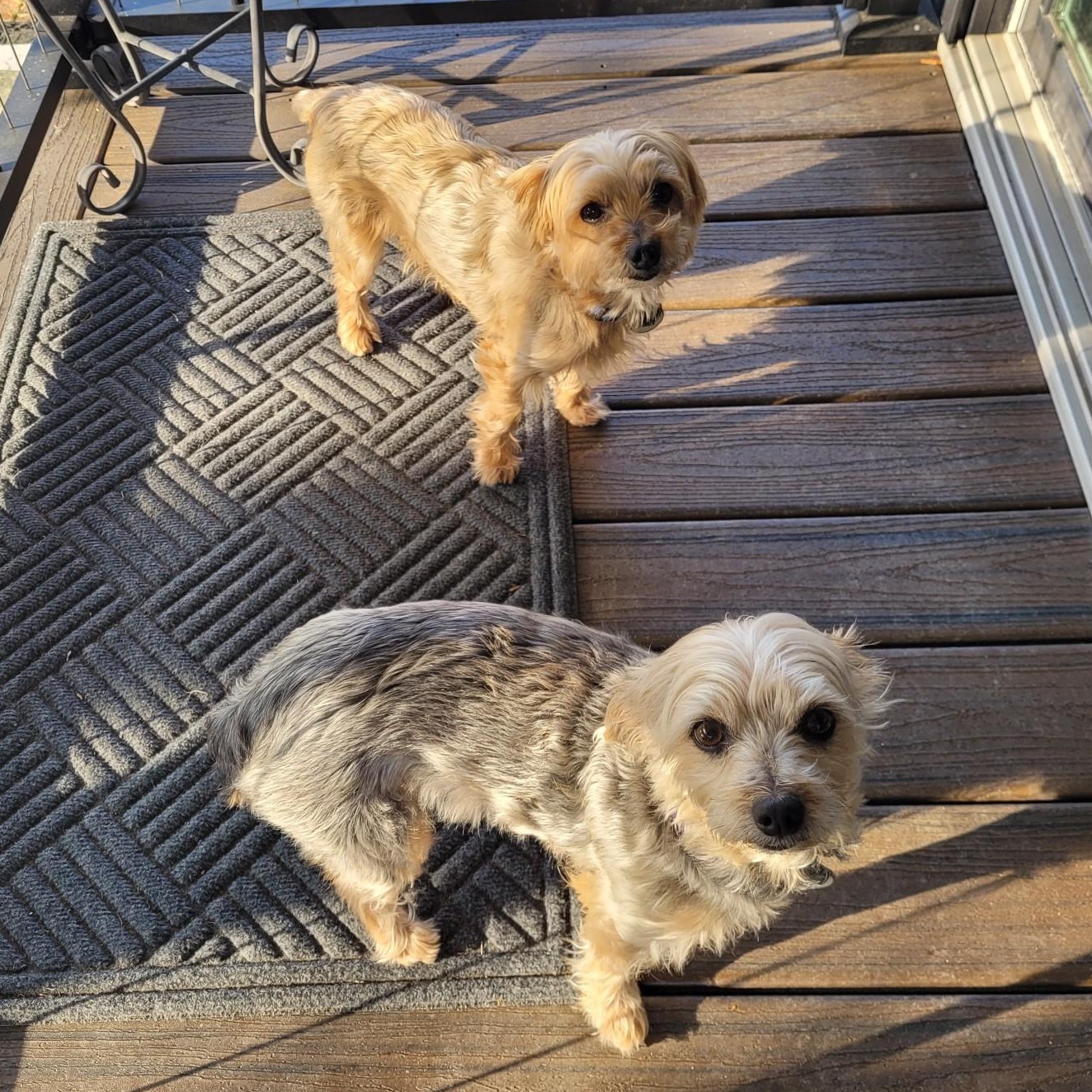 Enlarge Cooper, a ADOPTABLE Yorkshire Terrier in Cedar Mountain, NC image 4/5