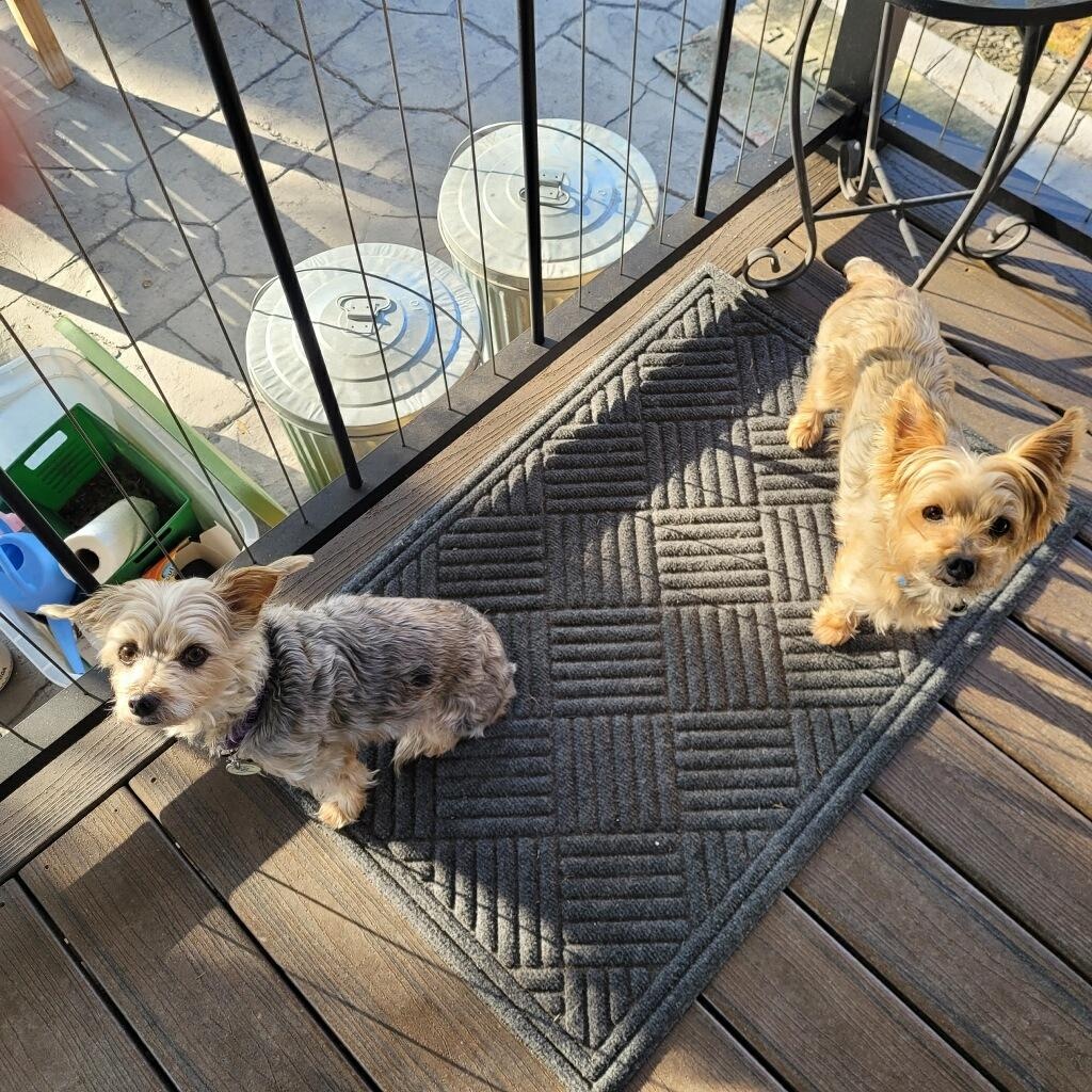 Enlarge Cooper, a ADOPTABLE Yorkshire Terrier in Cedar Mountain, NC image 5/5