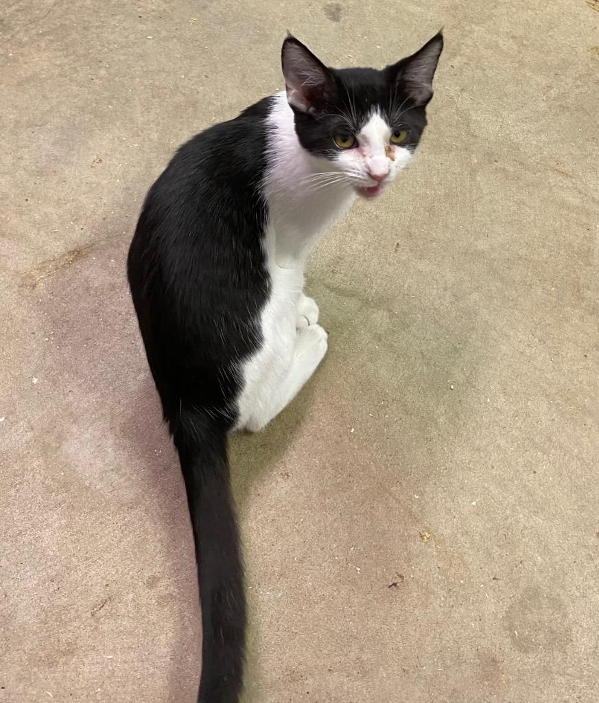 Thingamajig, Adoptable, Young Male Domestic Short Hair.