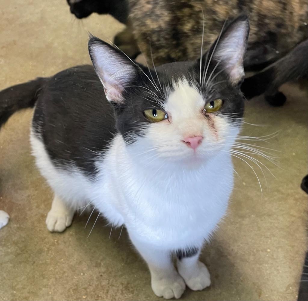 Enlarge Thingamajig, a Adoptable mixed breed in Portland, IN image 3/3