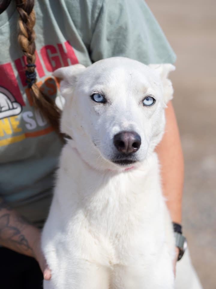 Enlarge Skye, a ADOPTABLE mixed breed in Globe, AZ image 1/2