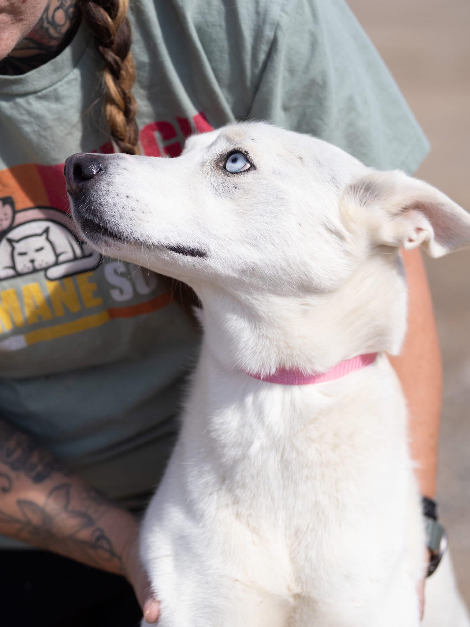 Enlarge Skye, a ADOPTABLE mixed breed in Globe, AZ image 2/2