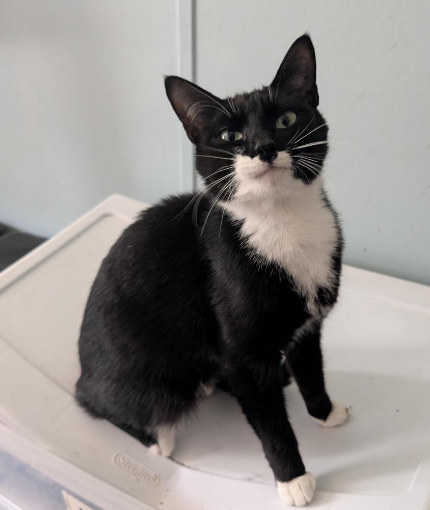 Enlarge Momma Cassadaga, a Adoptable Domestic Short Hair in Statesville, NC image 2/2