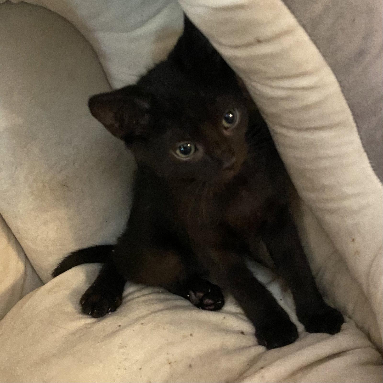 Kiwi, Adoptable, Kitten Male Domestic Short Hair.