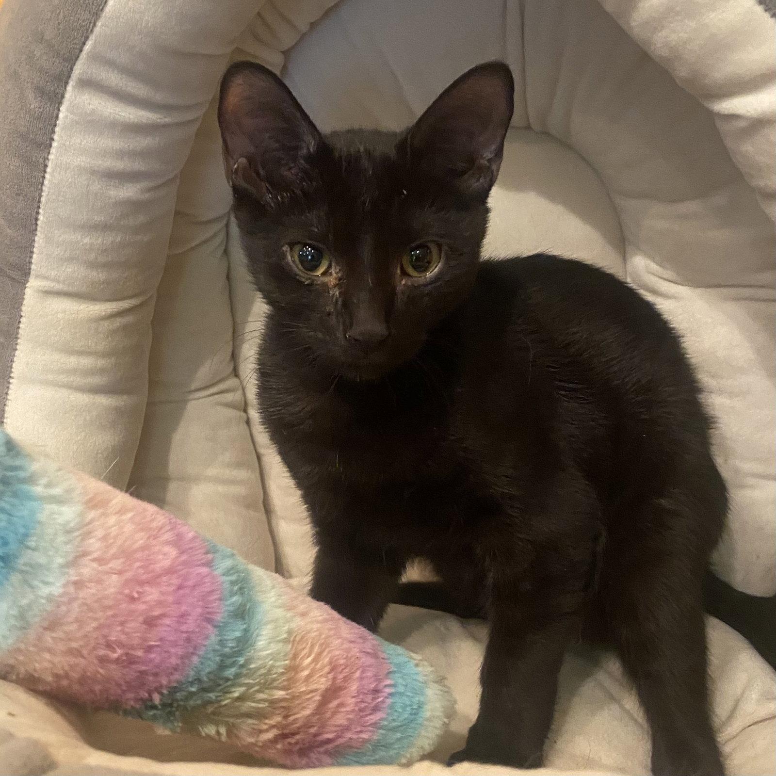 Enlarge Kiwi, a Adoptable Domestic Short Hair in Tampa, FL image 2/3