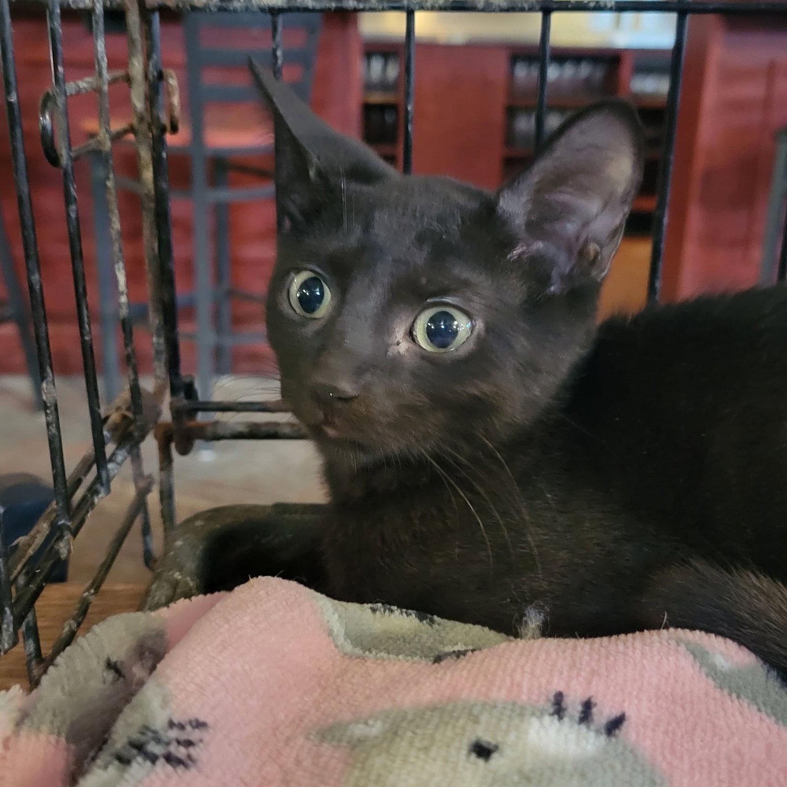 Enlarge Kiwi, a Adoptable Domestic Short Hair in Tampa, FL image 3/3