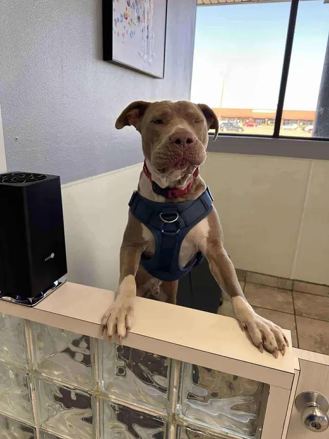 Enlarge Woodrow, a ADOPTABLE Pit Bull Terrier in Seward, NE image 1/3