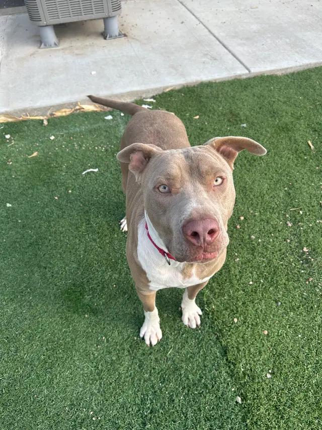 Enlarge Woodrow, a ADOPTABLE Pit Bull Terrier in Seward, NE image 2/3
