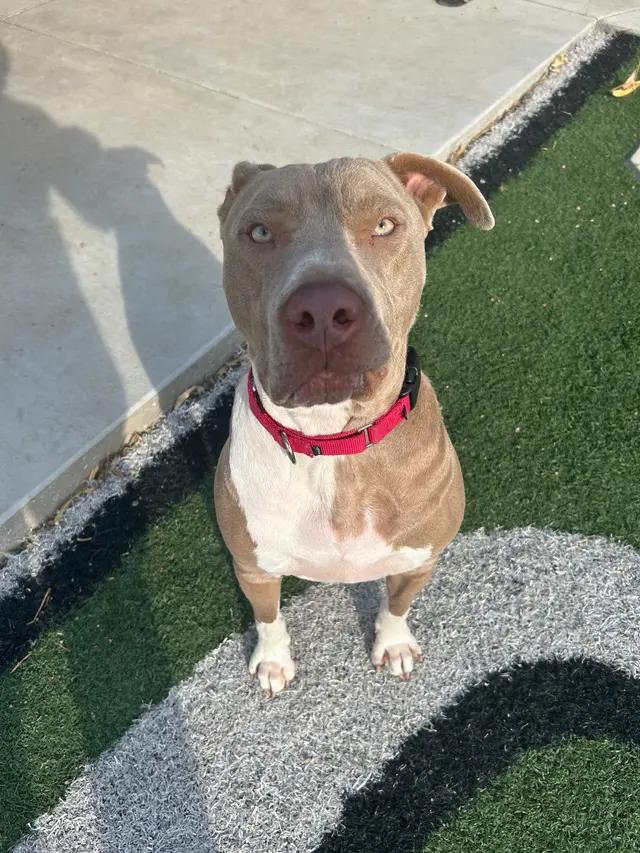 Enlarge Woodrow, a ADOPTABLE Pit Bull Terrier in Seward, NE image 3/3