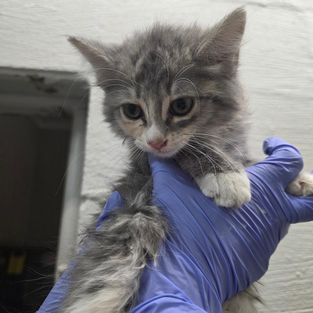 Kiwi, Adoptable, Kitten Female Domestic Short Hair.