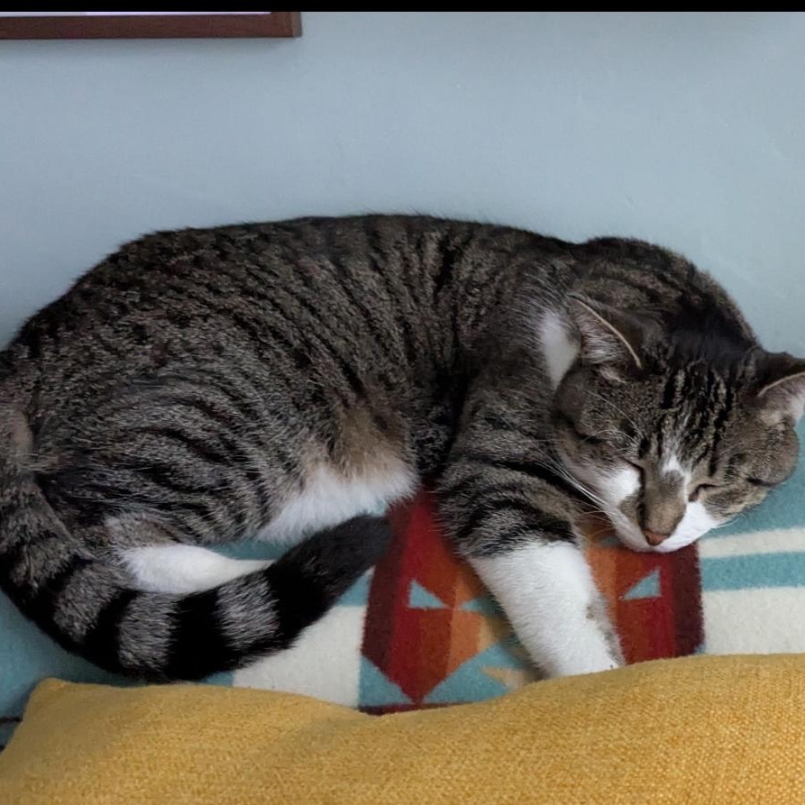 Olivia, a Adoptable mixed breed in North Kingstown, RI image 1/6