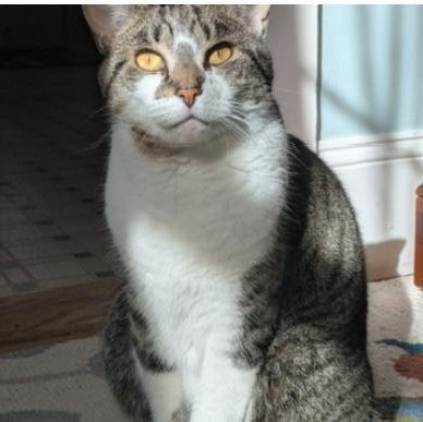 Olivia, a Adoptable mixed breed in North Kingstown, RI image 2/6