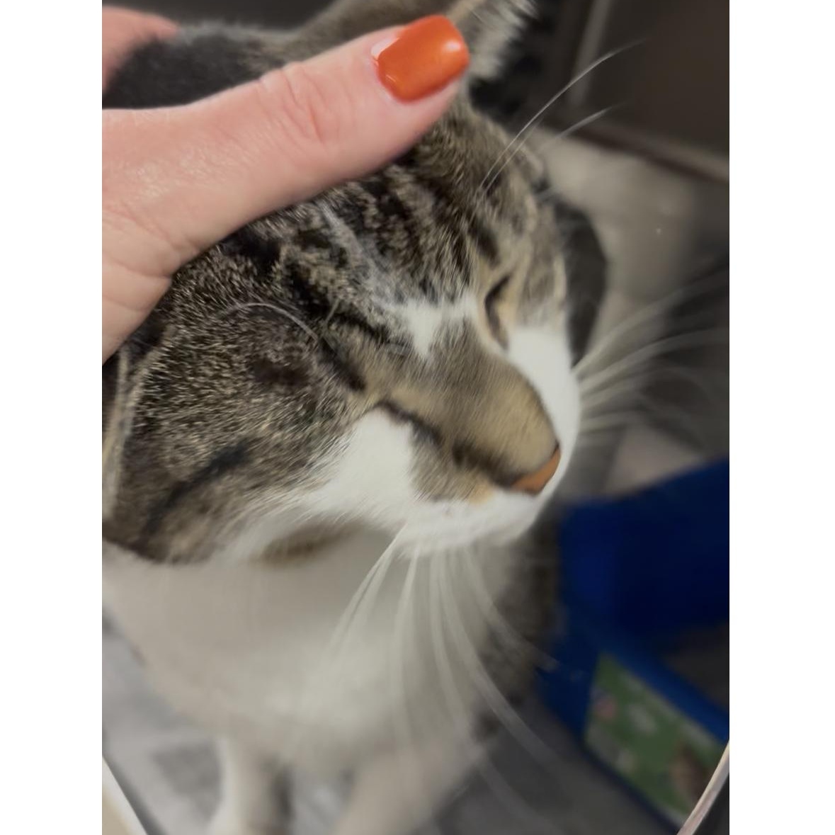 Olivia, a Adoptable mixed breed in North Kingstown, RI image 5/6