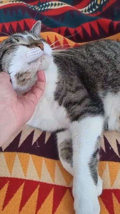 Enlarge Olivia, a Adoptable mixed breed in North Kingstown, RI video 6/6