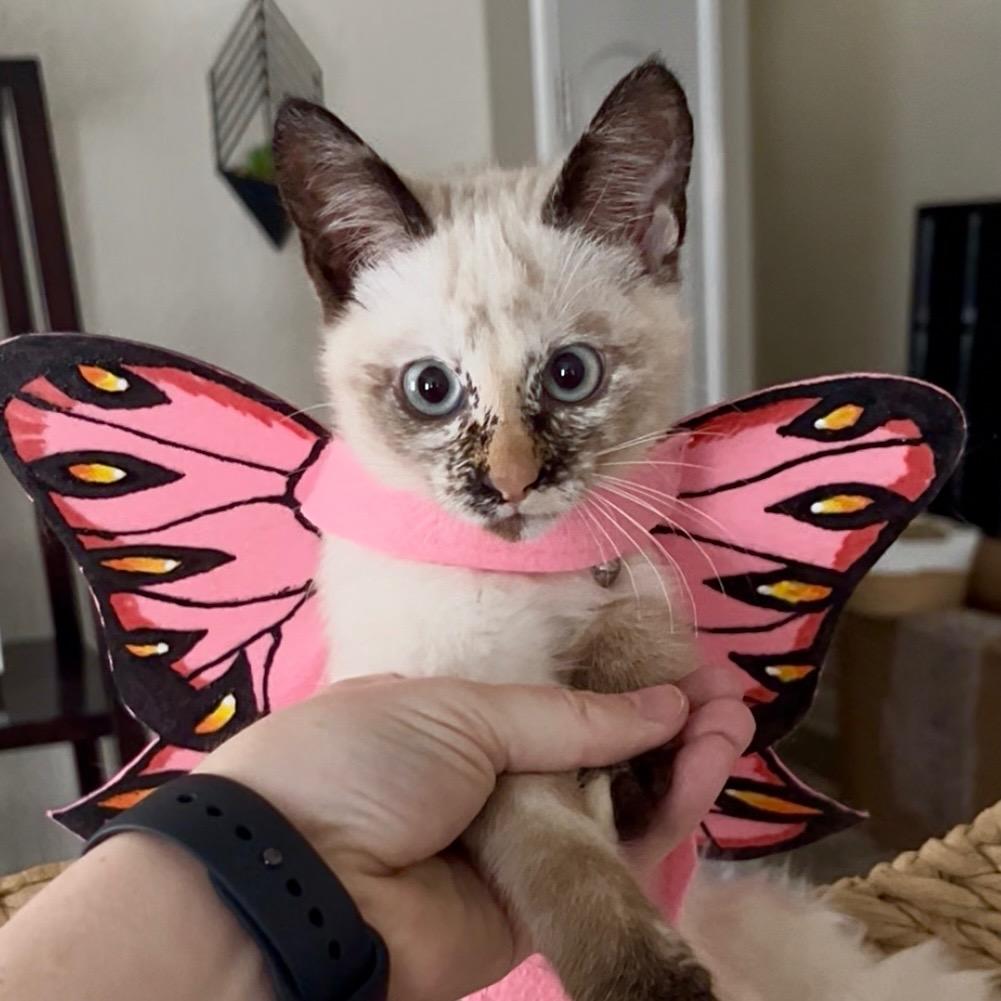 Turtle, Adopted, Young Female Siamese.