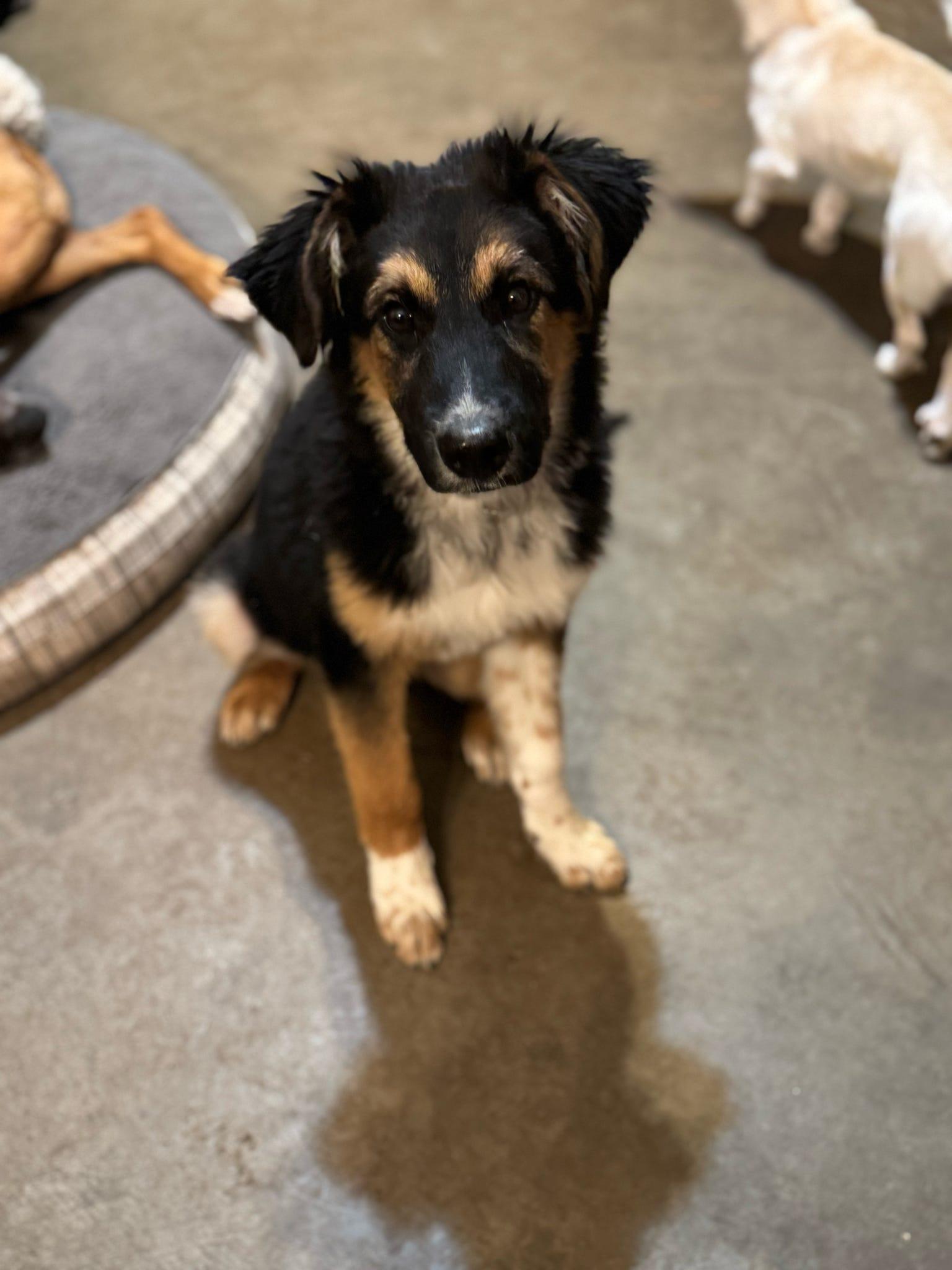 Obi, Adopted, Young Male German Shepherd Dog & German Shepherd Dog.