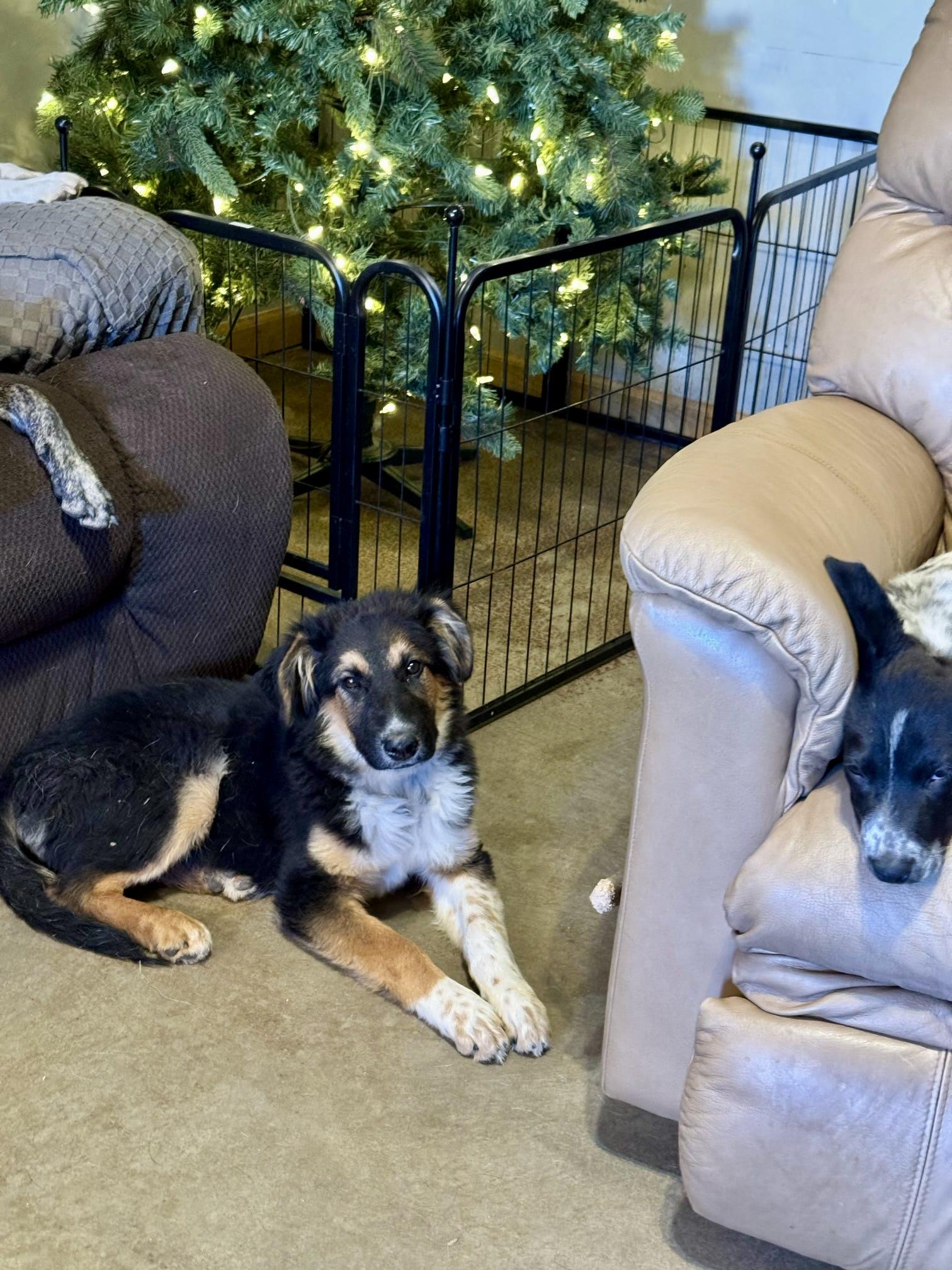 Enlarge Obi, a Adopted mixed breed in Tucson, AZ image 2/6