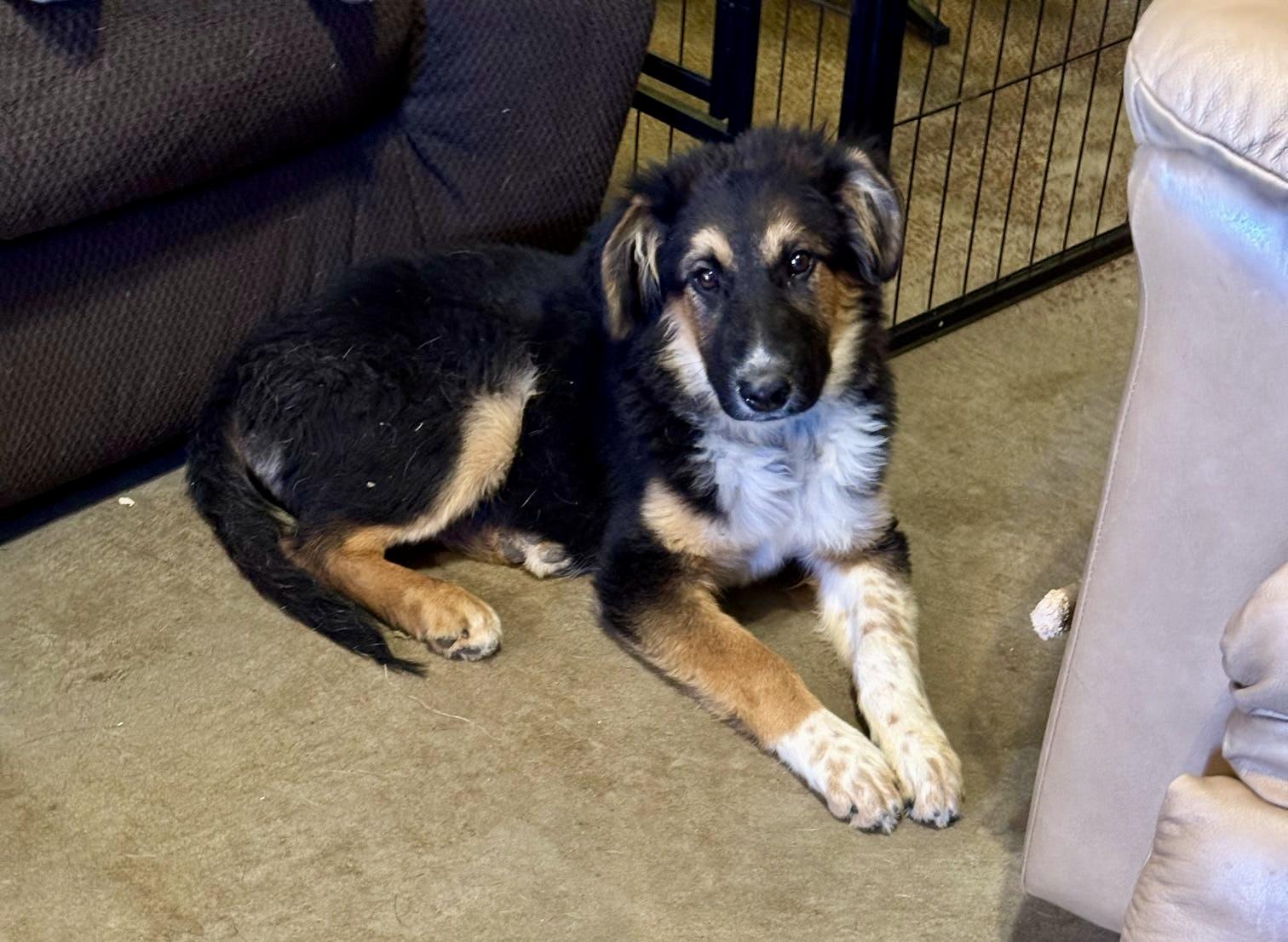 Enlarge Obi, a Adopted mixed breed in Tucson, AZ image 3/6