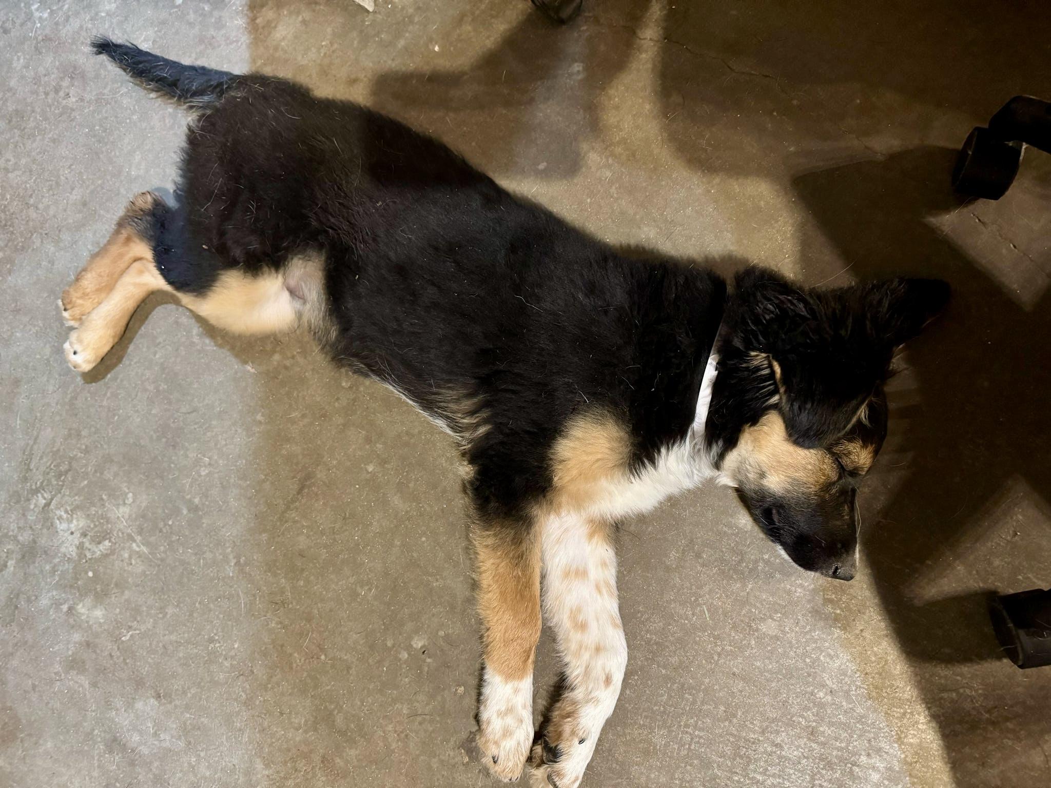 Enlarge Obi, a Adopted mixed breed in Tucson, AZ image 4/6