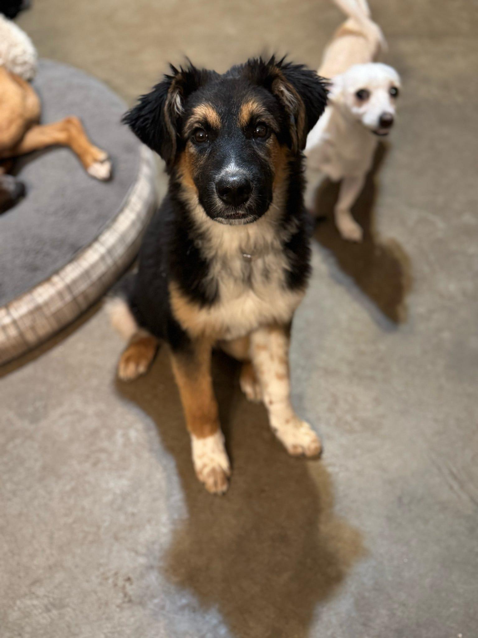 Enlarge Obi, a Adopted mixed breed in Tucson, AZ image 5/6