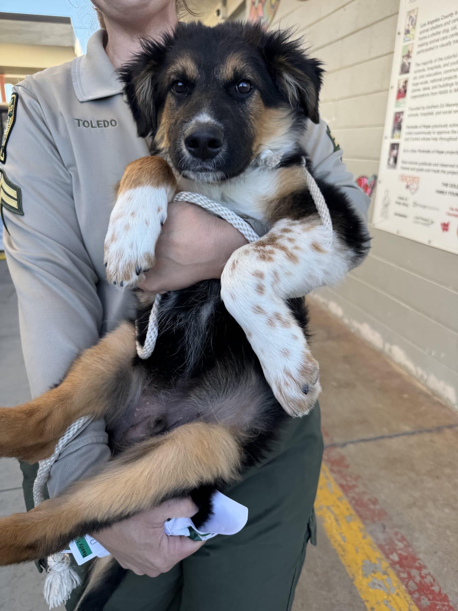 Enlarge Obi, a Adopted mixed breed in Tucson, AZ image 6/6