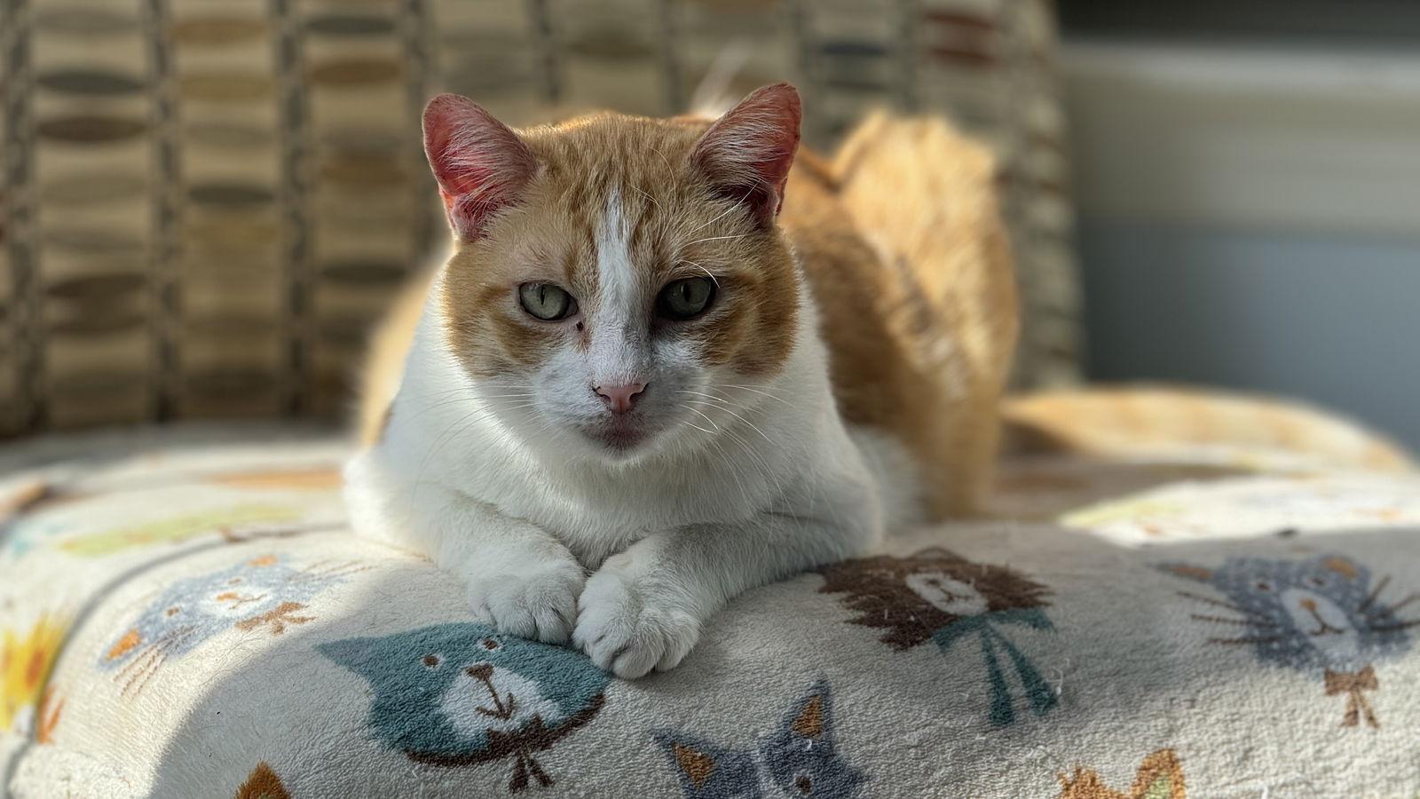 Enlarge Baker, a Adopted mixed breed in Frisco, TX image 1/3