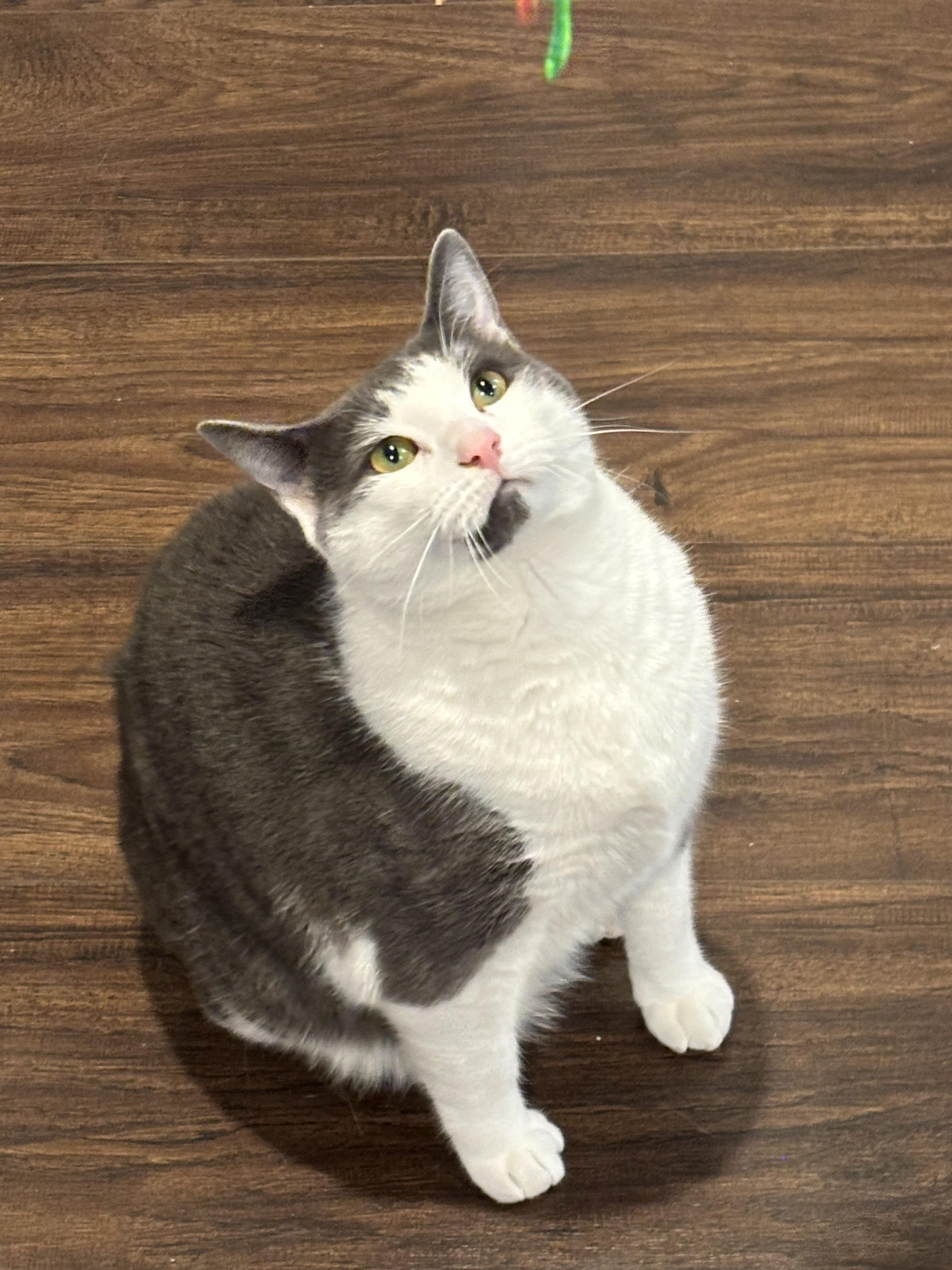 Bagel and Muffin, a ADOPTABLE Domestic Short Hair in Charlotte, NC image 3/6