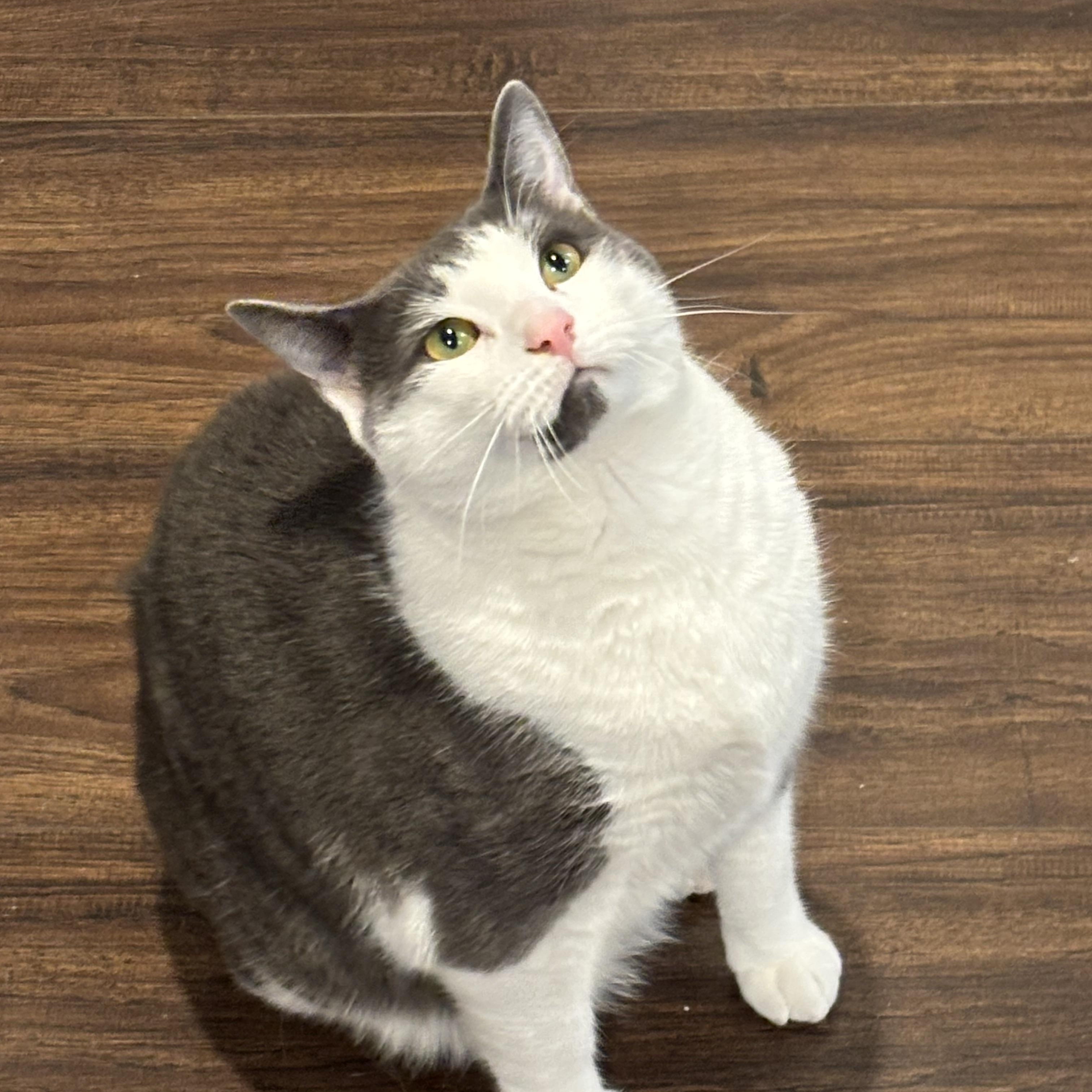 Enlarge Bagel and Muffin, a ADOPTABLE Domestic Short Hair in Charlotte, NC image 3/6