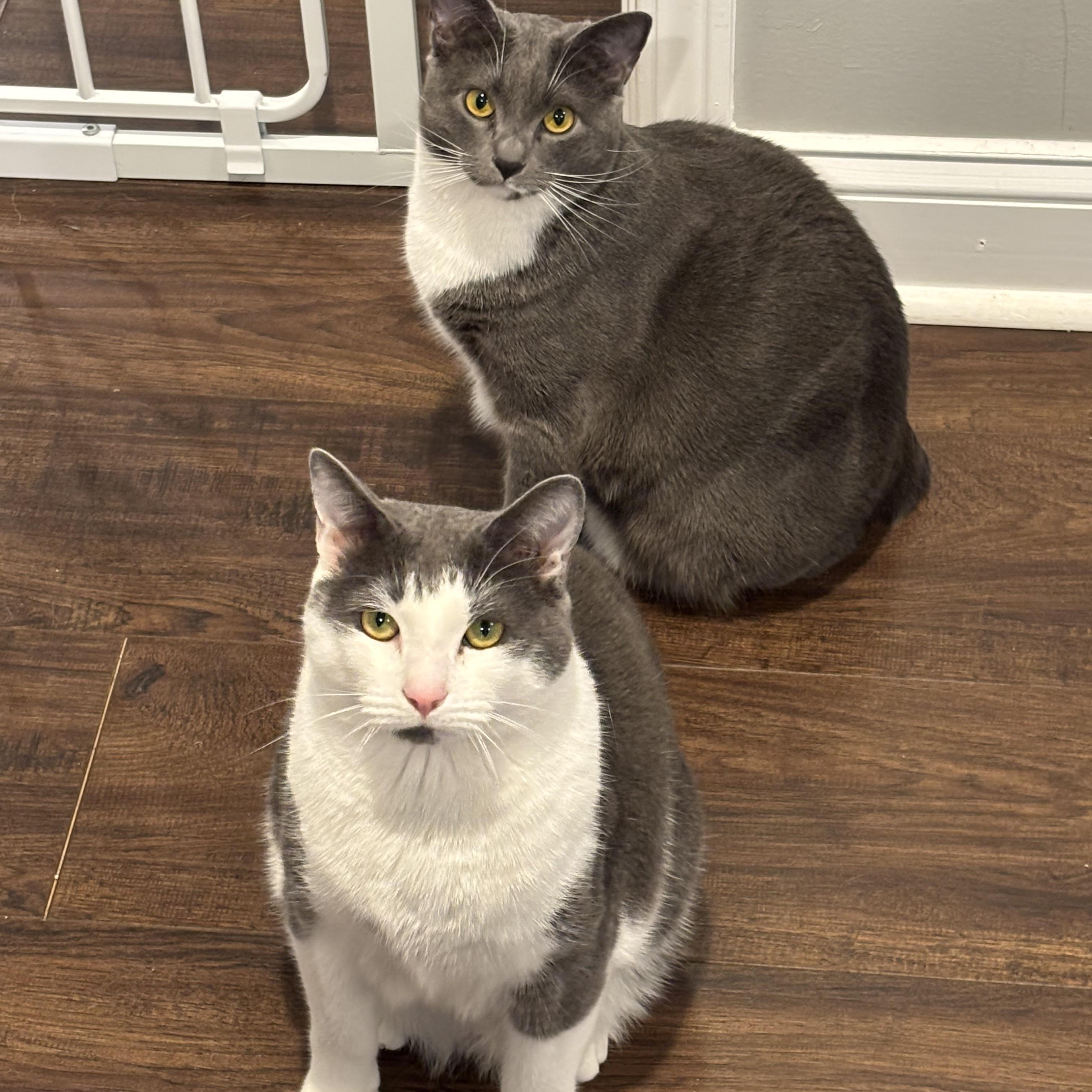 Enlarge Bagel and Muffin, a ADOPTABLE Domestic Short Hair in Charlotte, NC image 4/6