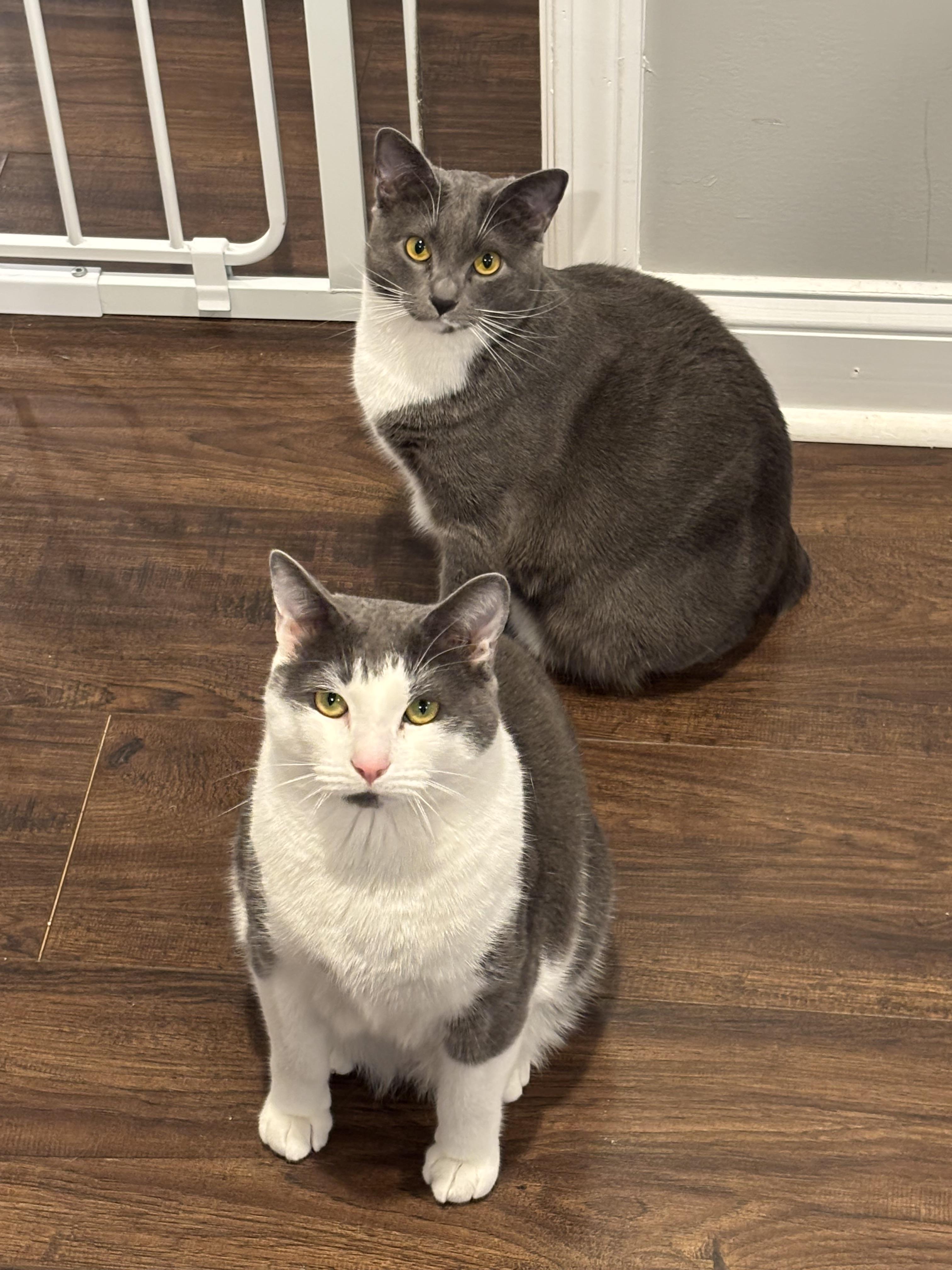 Bagel and Muffin, a ADOPTABLE Domestic Short Hair in Charlotte, NC image 4/6