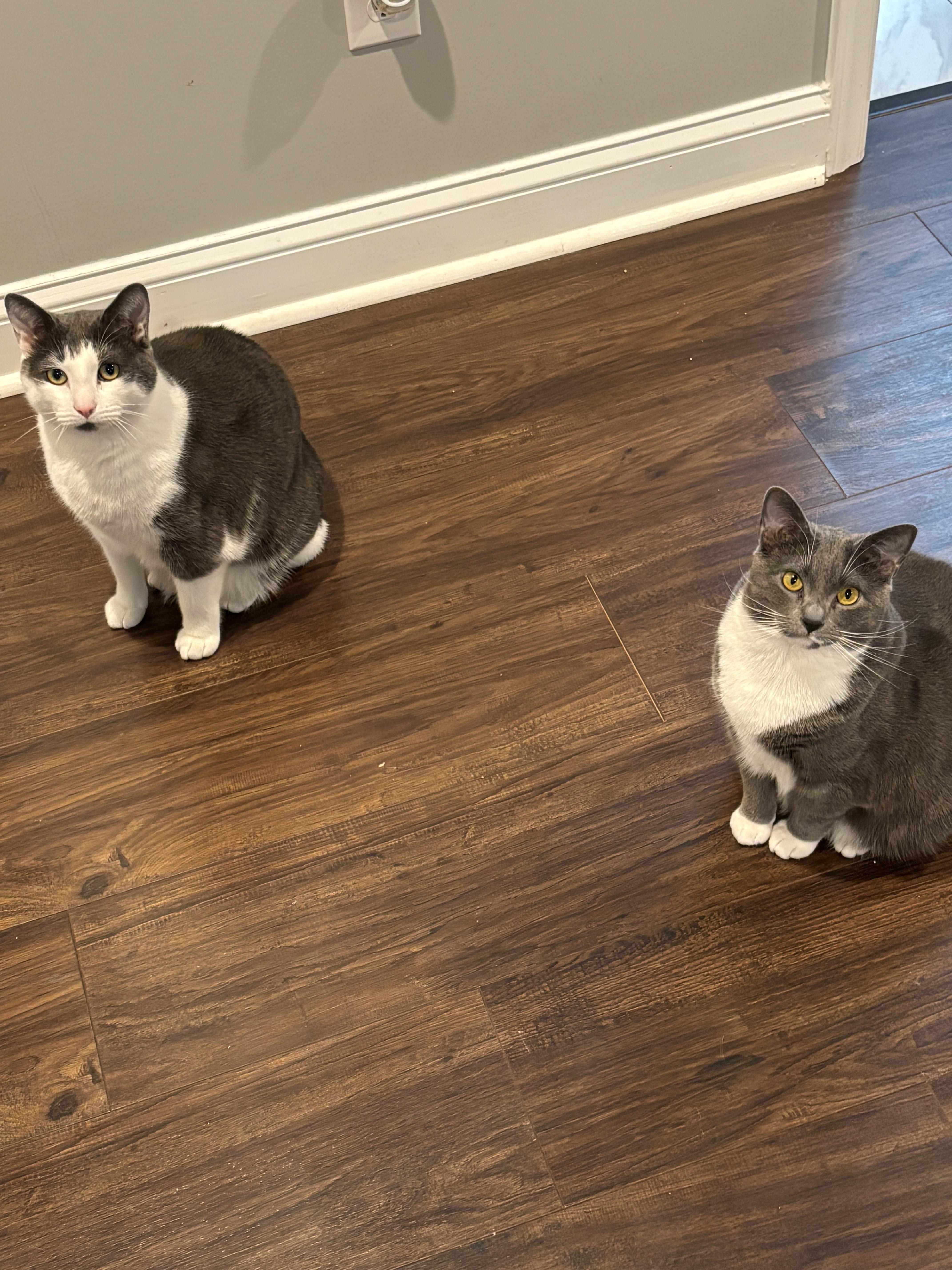 Bagel and Muffin, ADOPTABLE, Young Male Domestic Short Hair.