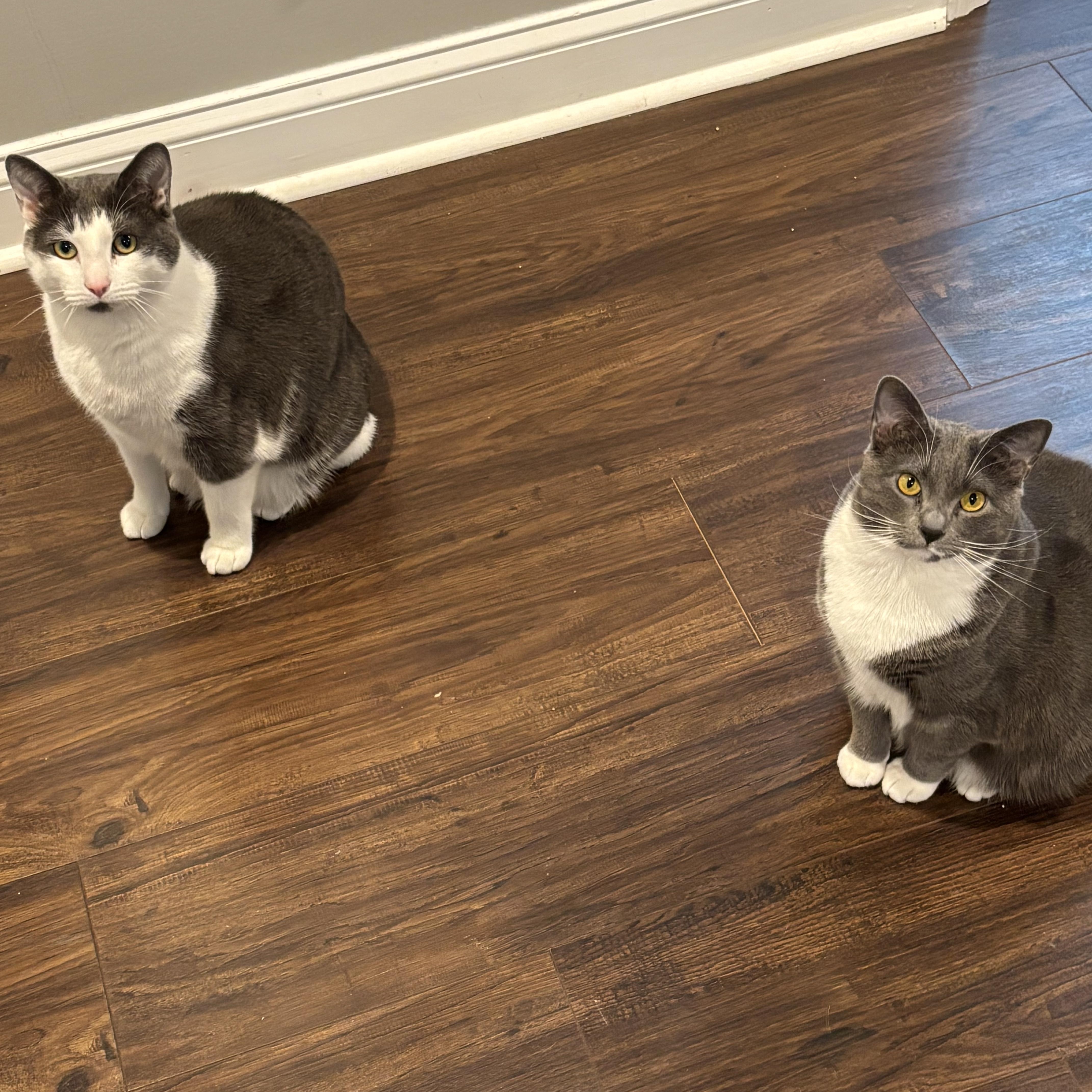 Enlarge Bagel and Muffin, a ADOPTABLE Domestic Short Hair in Charlotte, NC image 1/6