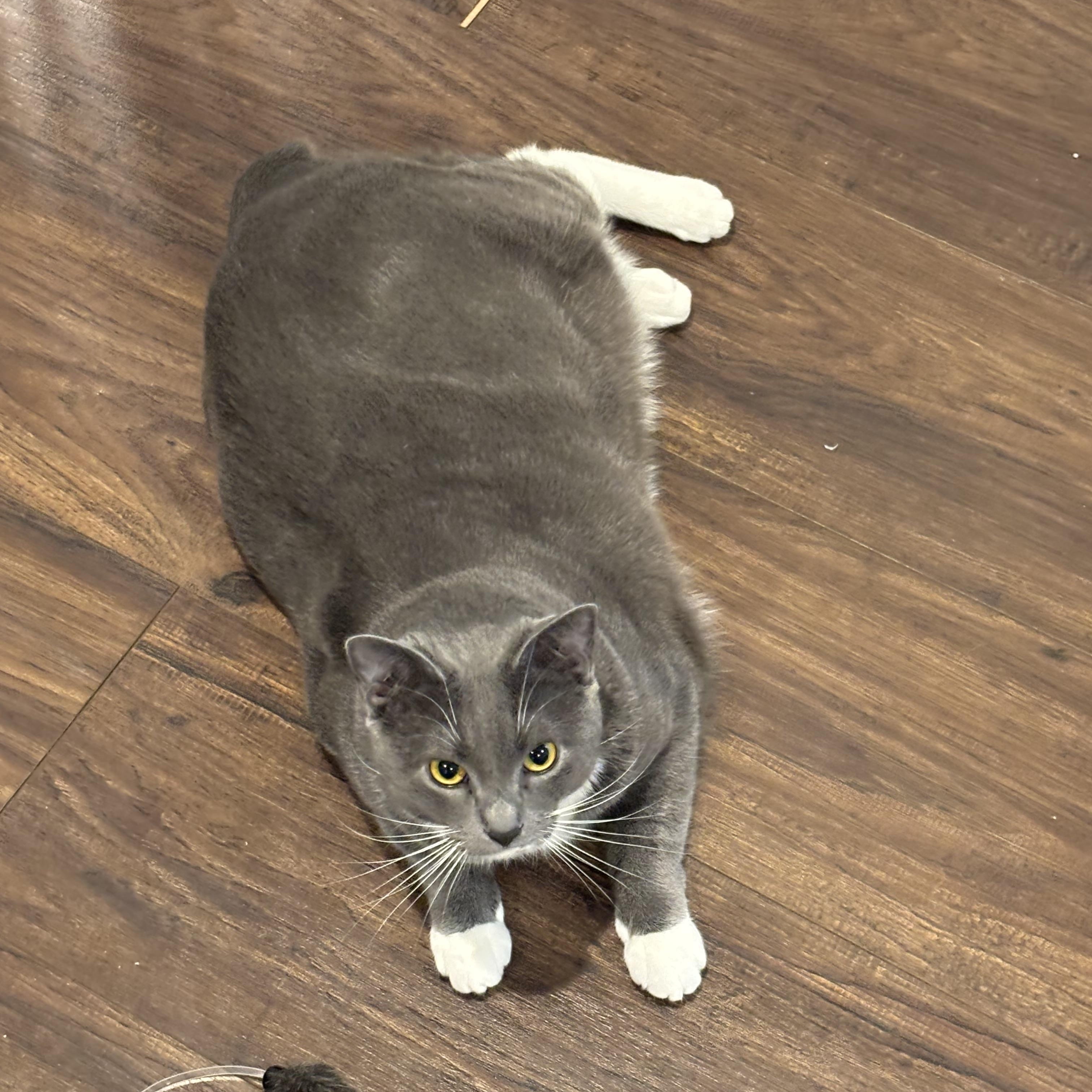 Enlarge Bagel and Muffin, a ADOPTABLE Domestic Short Hair in Charlotte, NC image 6/6