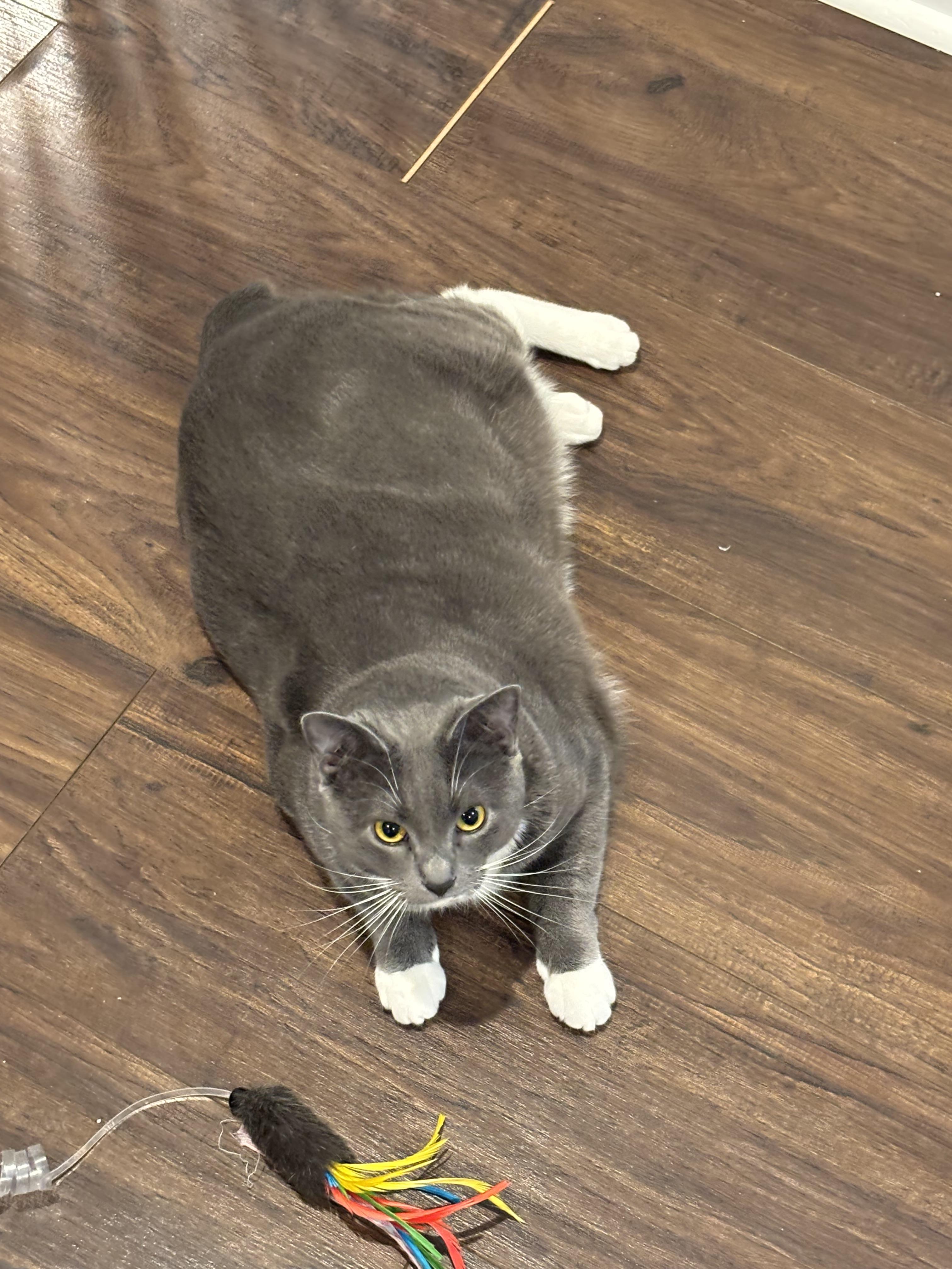 Bagel and Muffin, a ADOPTABLE Domestic Short Hair in Charlotte, NC image 6/6