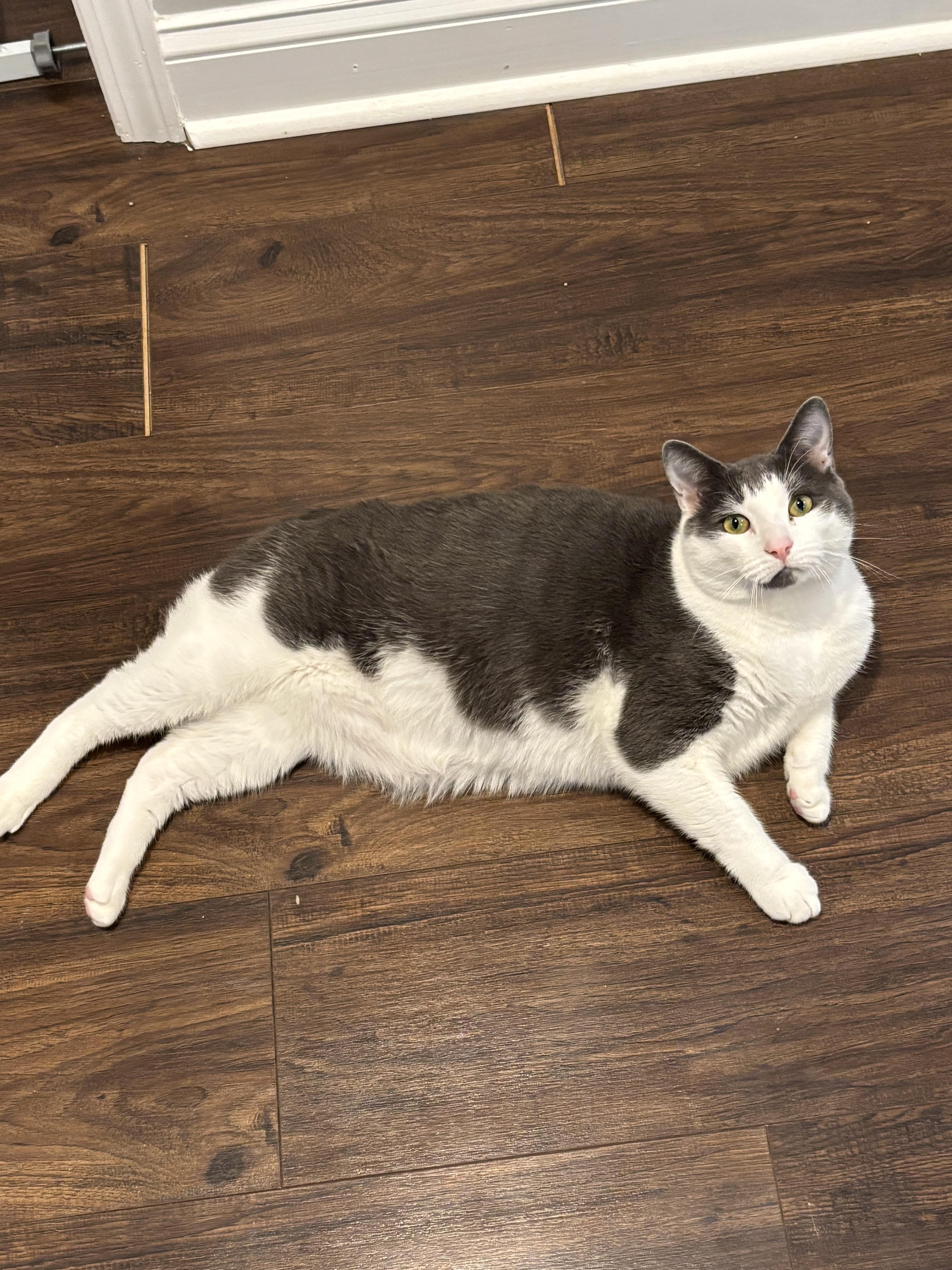 Bagel and Muffin, a ADOPTABLE Domestic Short Hair in Charlotte, NC image 2/6