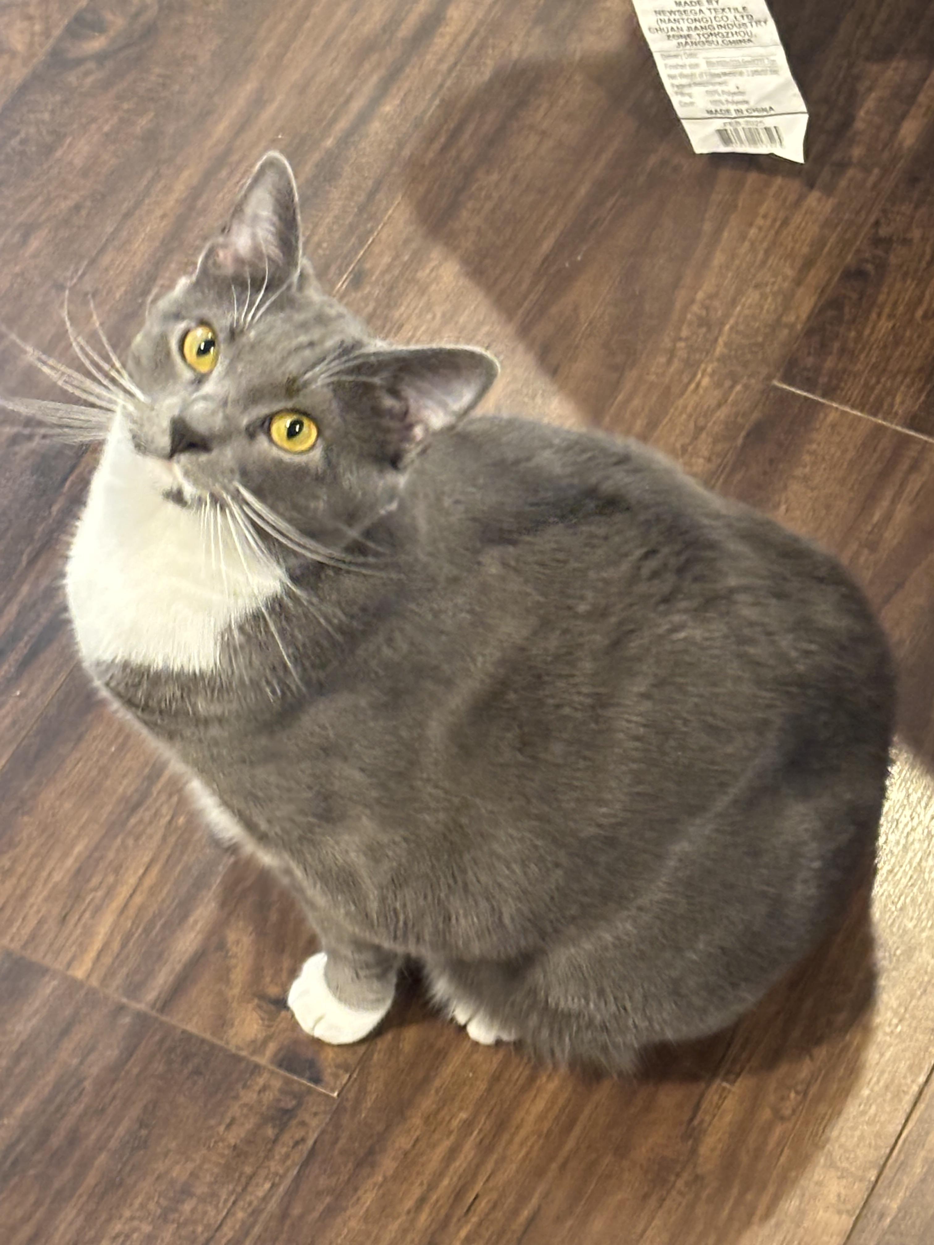 Bagel and Muffin, a ADOPTABLE Domestic Short Hair in Charlotte, NC image 5/6