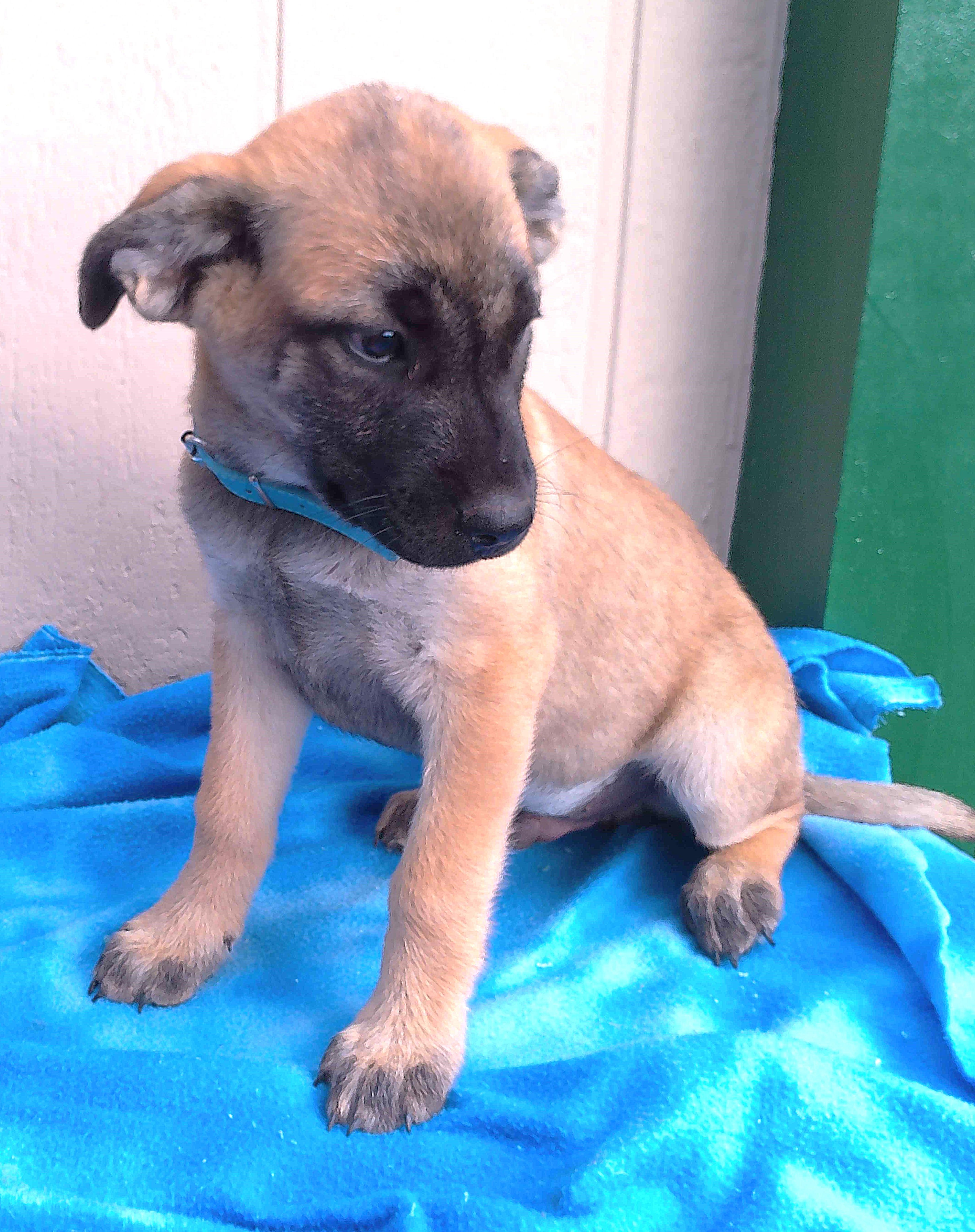 GORDO, Baby Male Shepherd