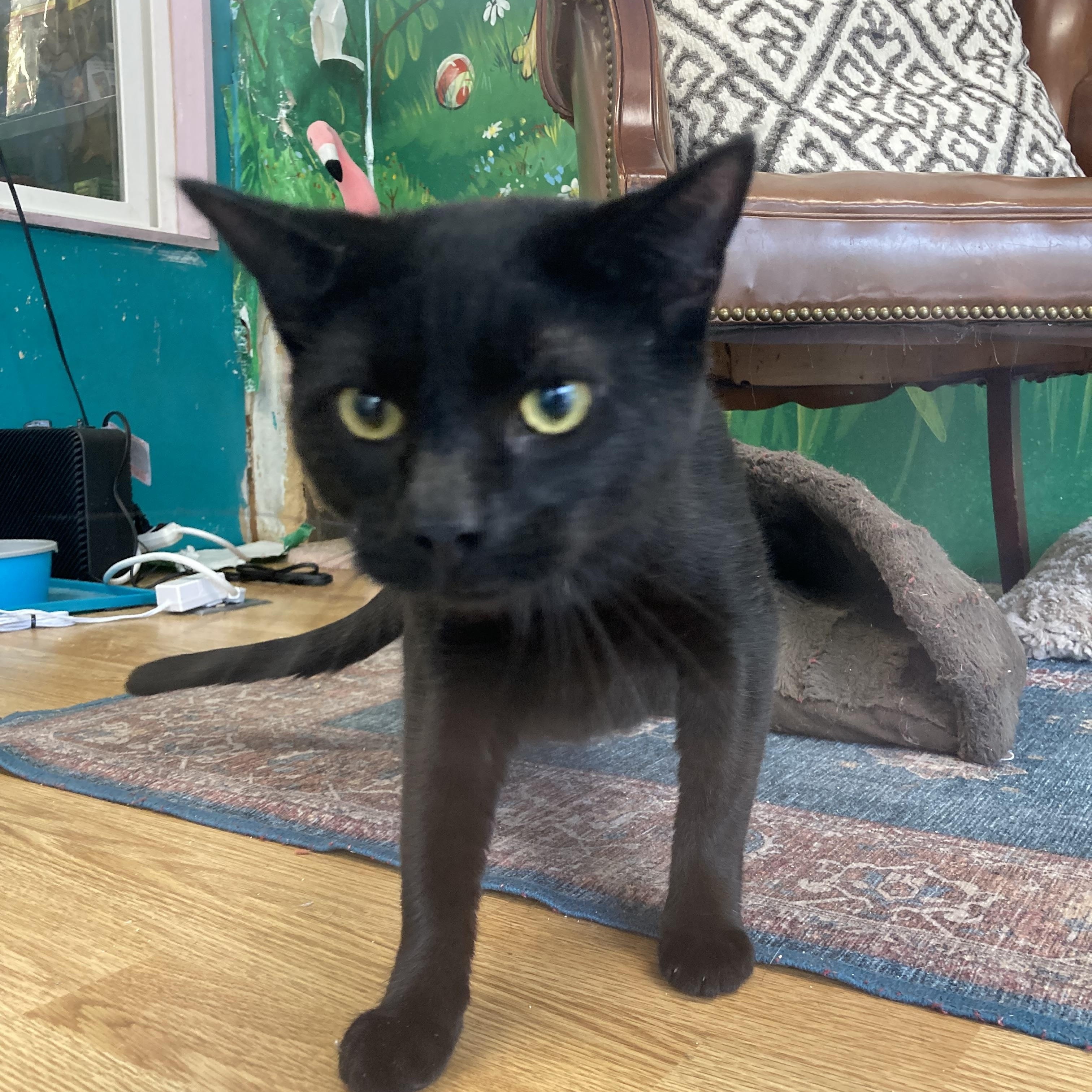 Enlarge Jett, a Adoptable Domestic Short Hair in Kelso, WA image 1/6