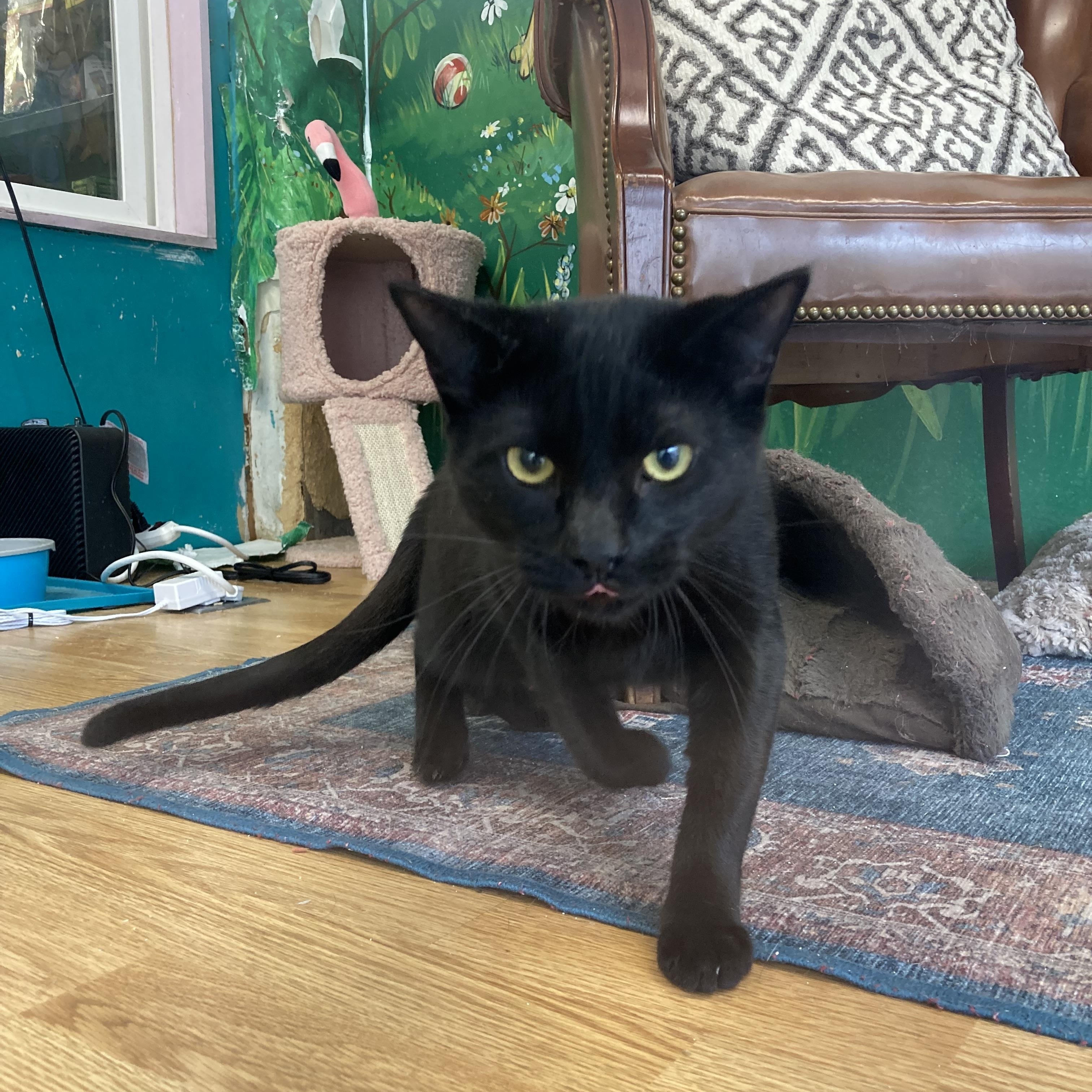 Enlarge Jett, a Adoptable Domestic Short Hair in Kelso, WA image 4/6