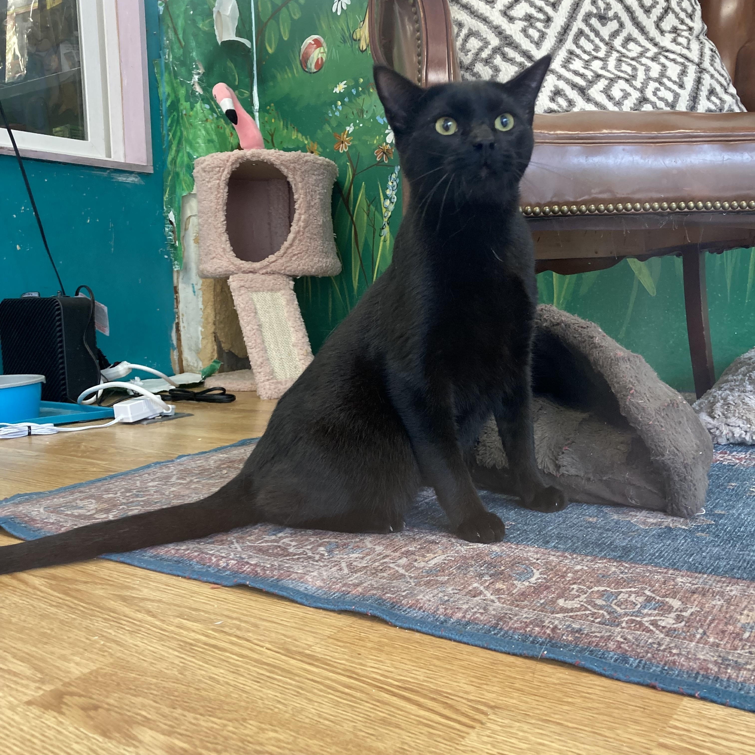 Enlarge Jett, a Adoptable Domestic Short Hair in Kelso, WA image 5/6