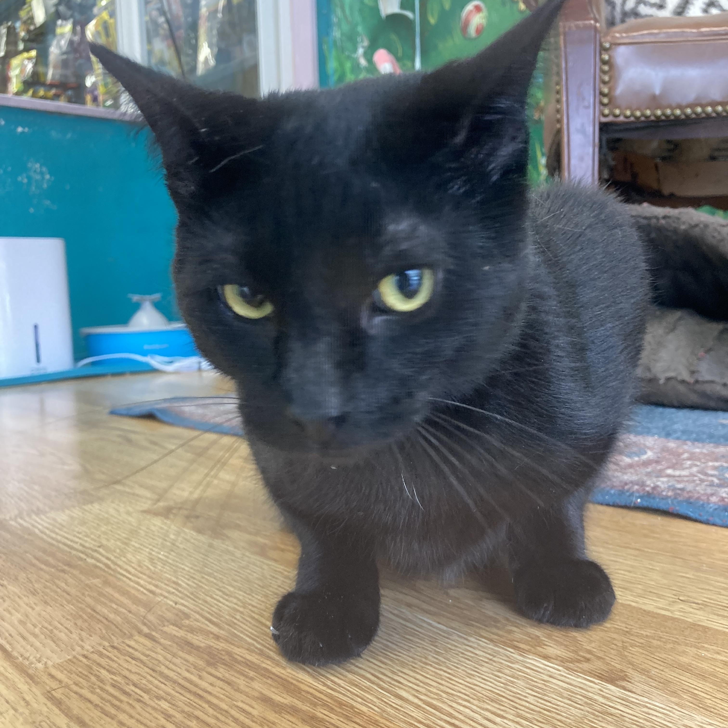 Enlarge Jett, a Adoptable Domestic Short Hair in Kelso, WA image 6/6