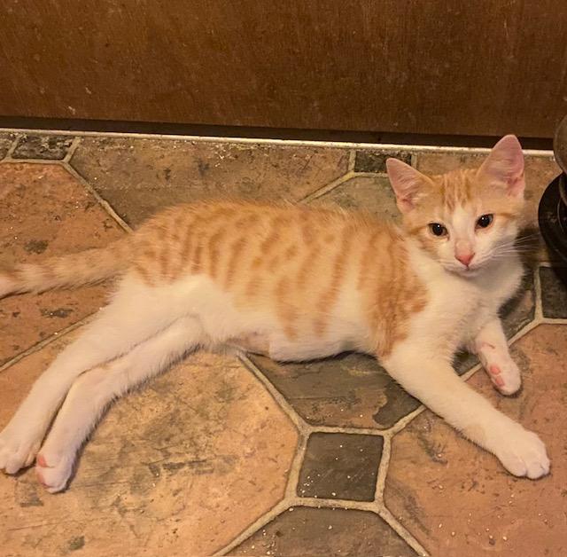 Larry, ADOPTABLE, Kitten Male Domestic Short Hair.