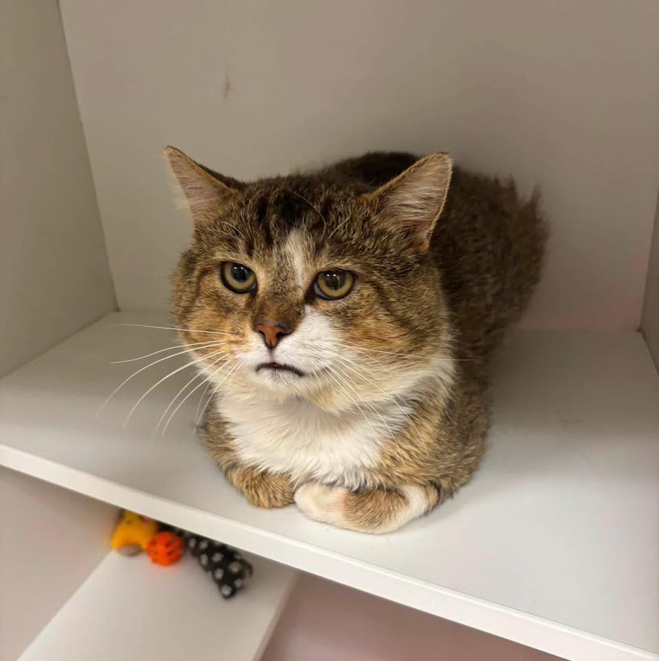 Blade (adoption fee sponsored), a ADOPTABLE Tabby in Frankfort, KY image 3/3