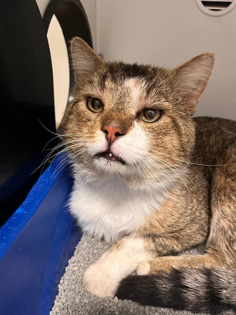 Blade (adoption fee sponsored), a ADOPTABLE Tabby in Frankfort, KY image 2/3