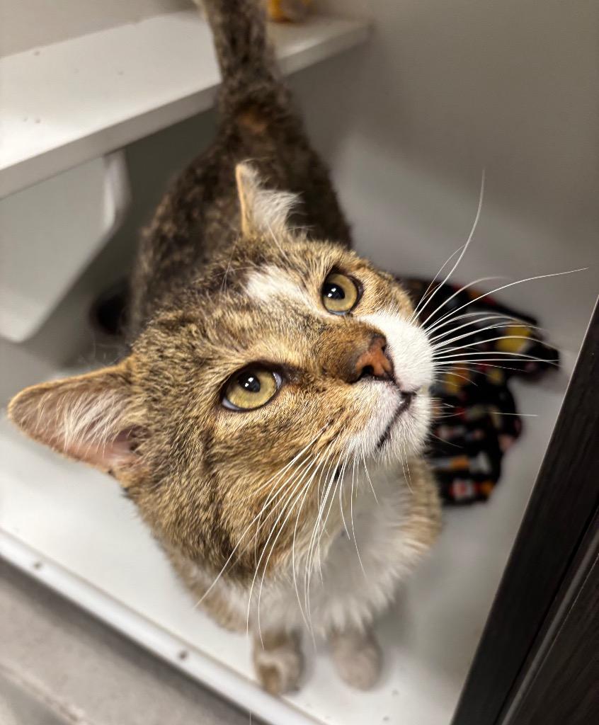 Blade (adoption fee sponsored), ADOPTABLE, Adult Male Tabby.