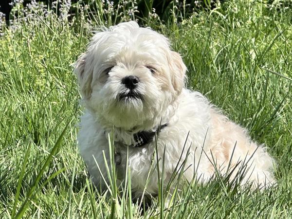 Enlarge Lyle Laney, a Adoptable mixed breed in Portland, OR image 1/1