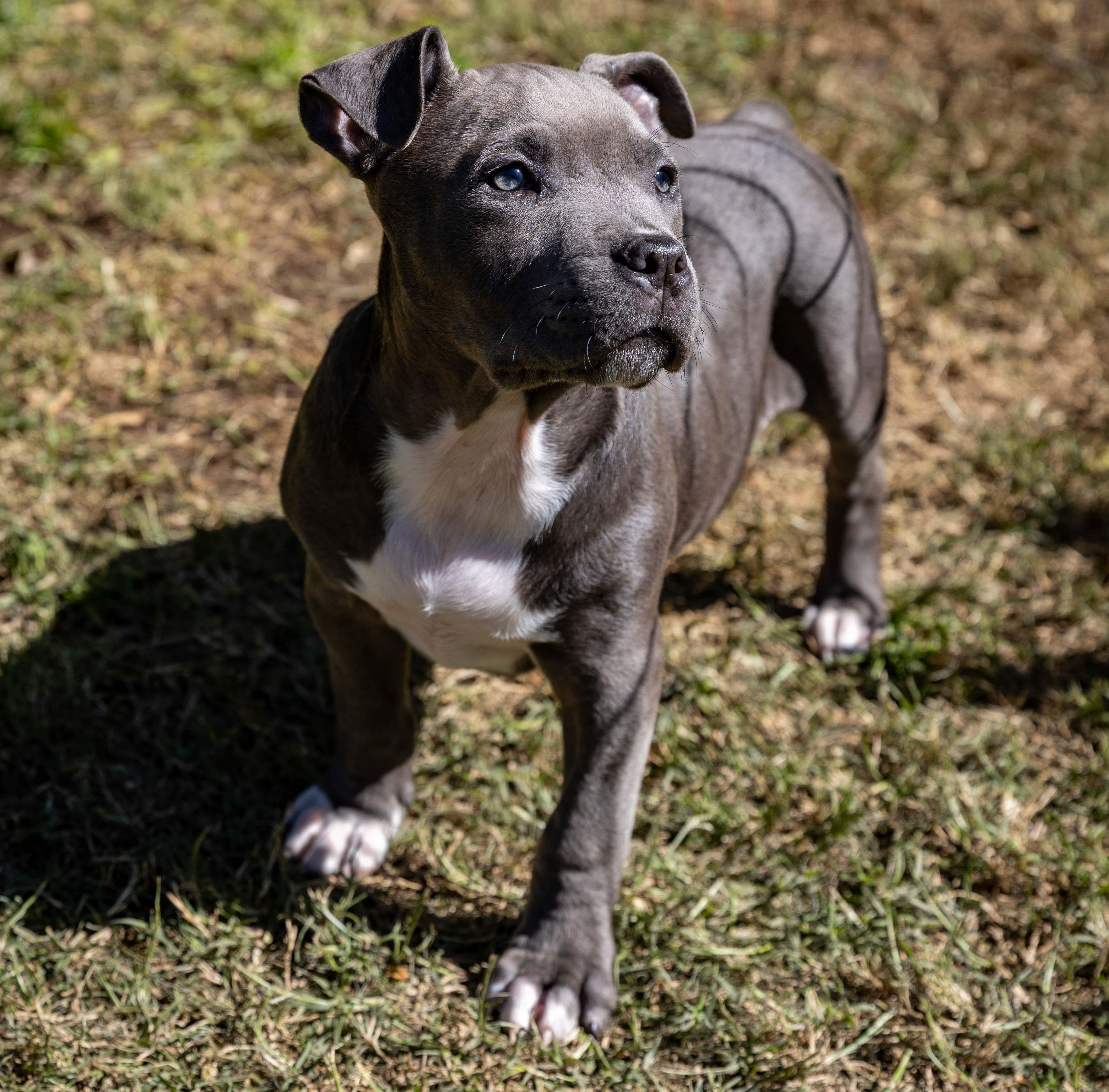 Enlarge FreddieBlue, a ADOPTABLE Pit Bull Terrier in Hermosa Beach, CA image 2/4