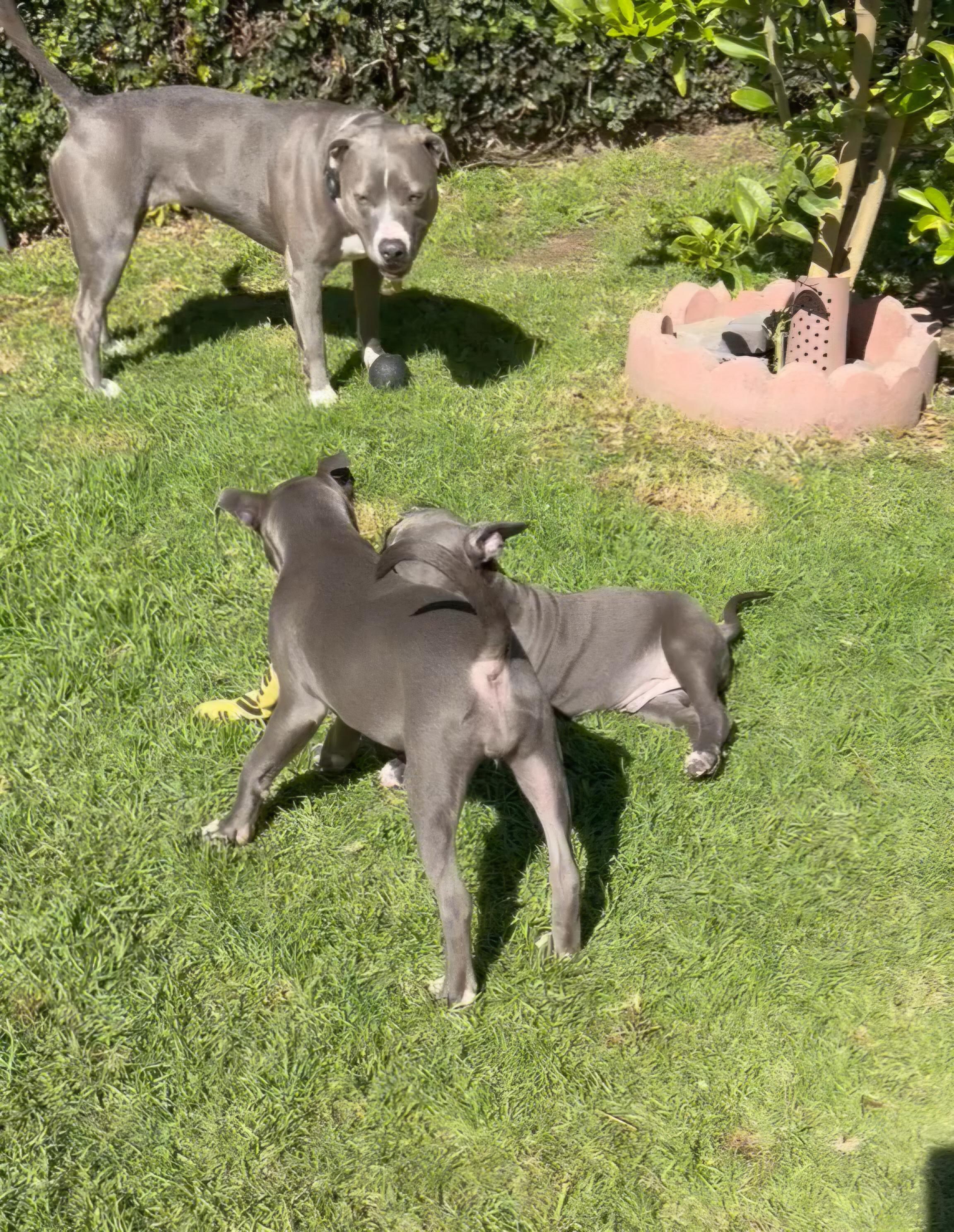 Enlarge FreddieBlue, a ADOPTABLE Pit Bull Terrier in Hermosa Beach, CA image 4/4