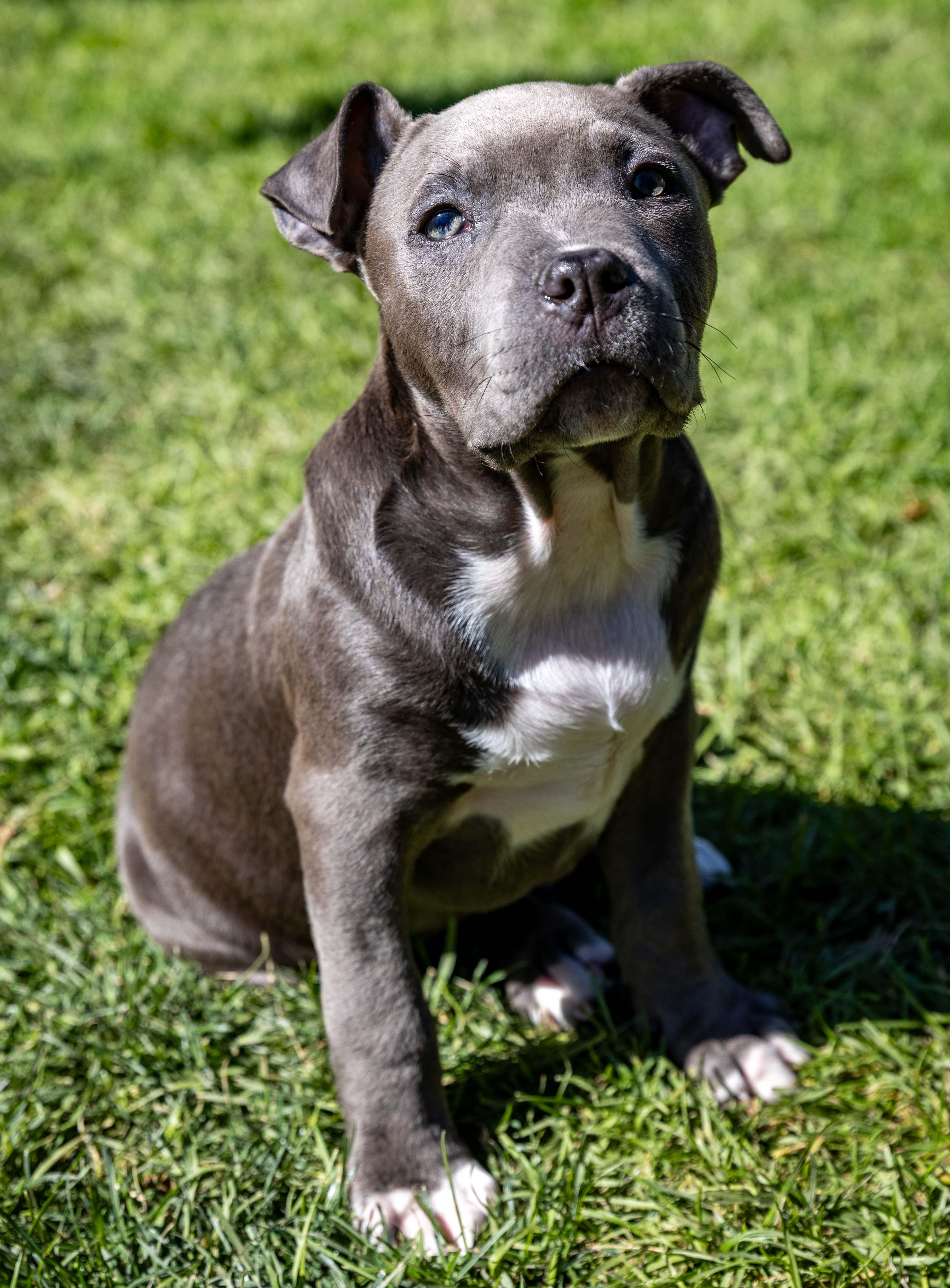 Enlarge FreddieBlue, a ADOPTABLE Pit Bull Terrier in Hermosa Beach, CA image 3/4